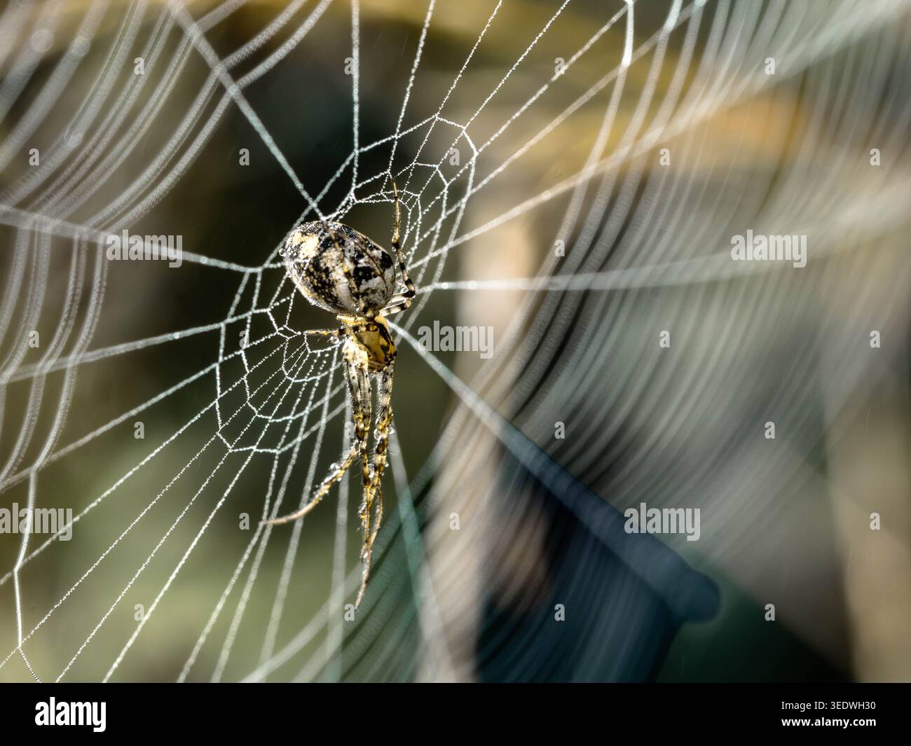 Biodiversität – Metellina segmentata – Herbstspinne in der Mitte ihres Netzes. Hochwertige Fotos Stockfoto