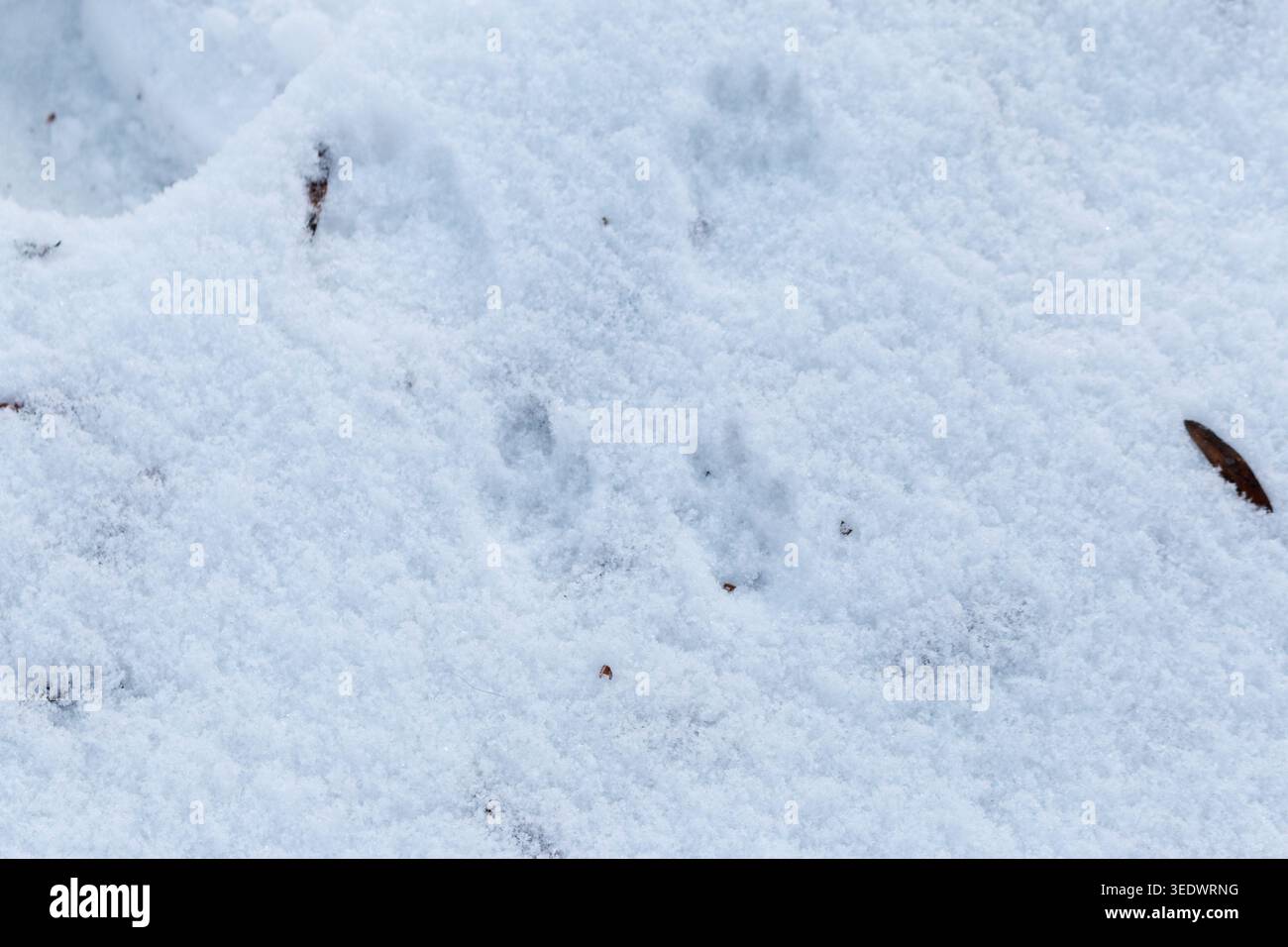 Schnee und Fußspuren im Boden. Stockfoto