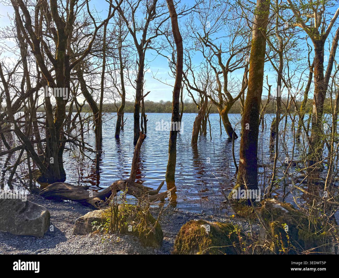 Nach einem nassen Winter hat der Wasserstand im See im Coole Park, Lady Gregory's Anwesen in der Nähe von Gort, County Galway, einige Bäume am See ertränkt Stockfoto