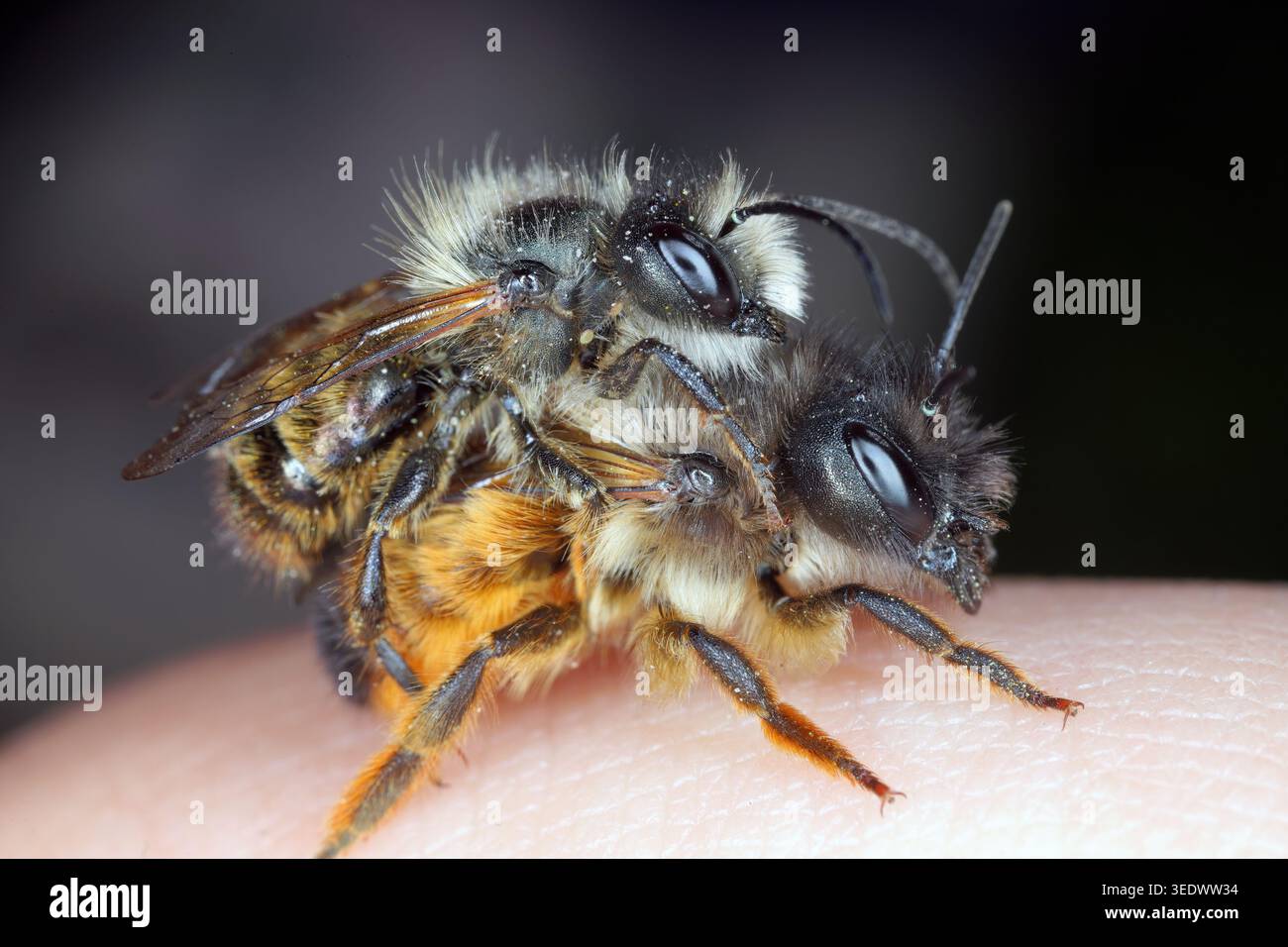 Osmia bicornis (Synonym Osmia rufa) ist eine Art der maurerbiene und wird als rote maurerbiene bezeichnet. Männlich oben und das Weibchen in meiner Hand. Stockfoto