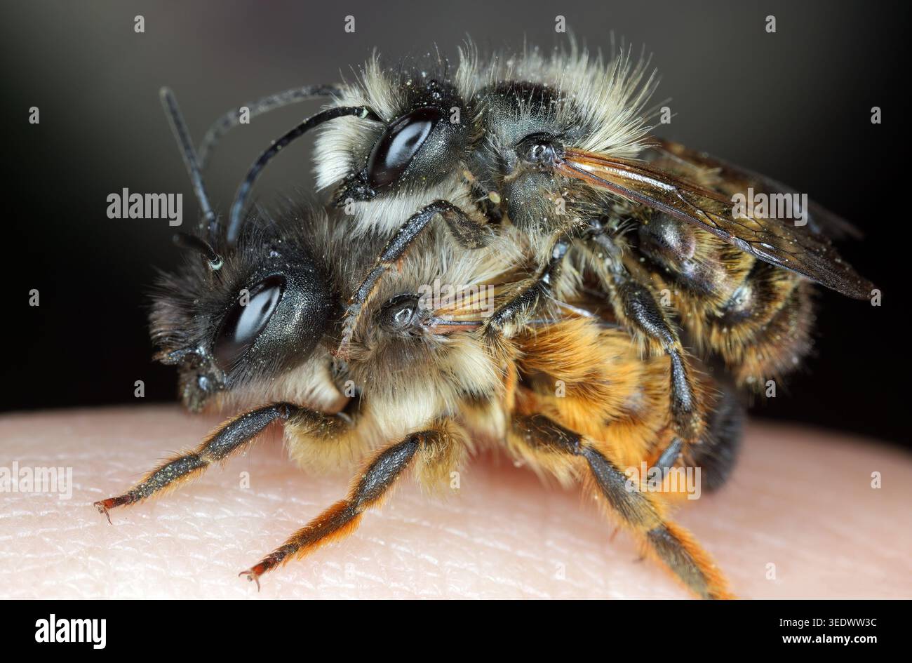 Osmia bicornis (Synonym Osmia rufa) ist eine Art der maurerbiene und wird als rote maurerbiene bezeichnet. Männlich oben und das Weibchen in meiner Hand. Stockfoto