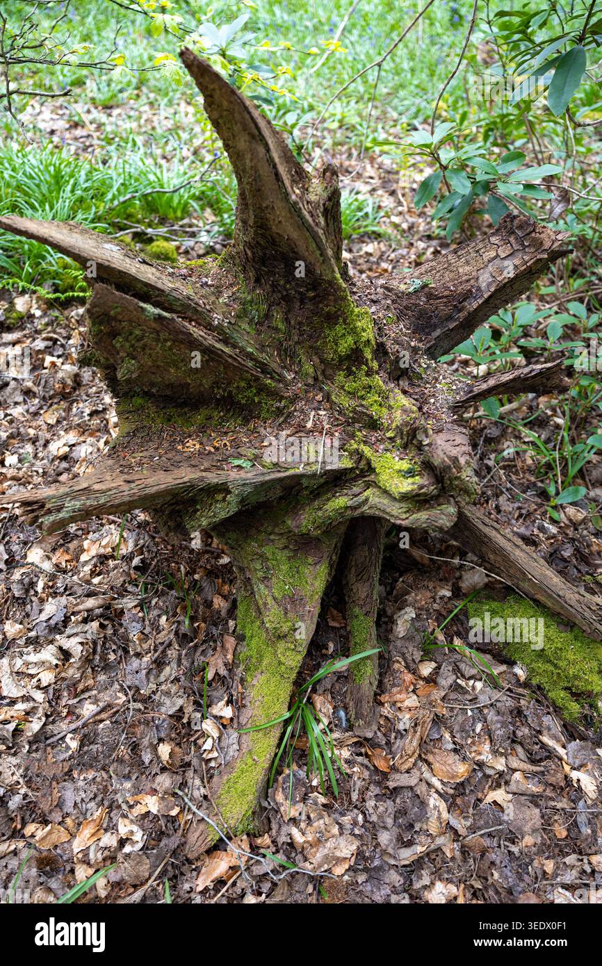 Sternförmiges, moosbedecktes Baumwurzelsystem im Wald von Simons Wood, Wokingham, Berkshire, Vereinigtes Königreich Stockfoto