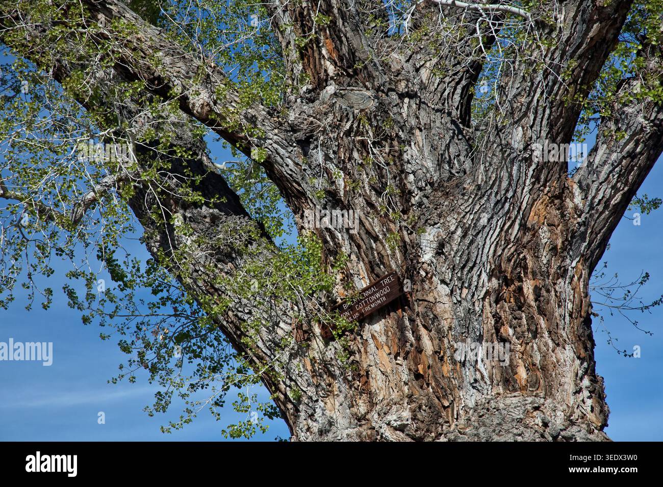 Nevada Bicentennial Cottonwood Tree 'Populus fremontii' , April/Frühling. Stockfoto