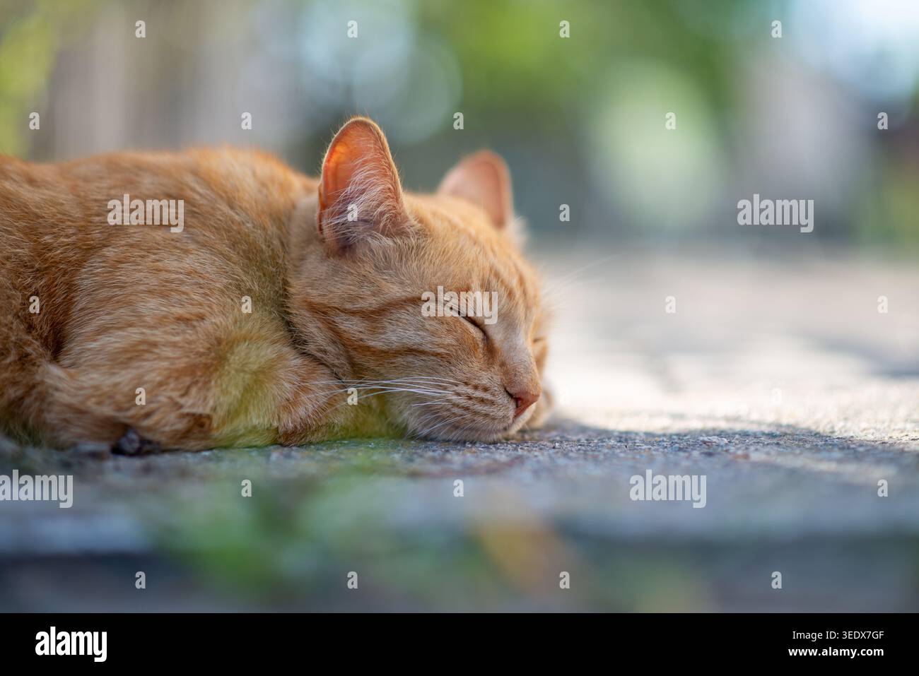 Nahaufnahme einer Ingwerkatze, die auf sonnendurchflutetem Gehsteig mit weichem Bokeh, ruhigem Nickerchen und warmen Naturtönen schläft. Stockfoto