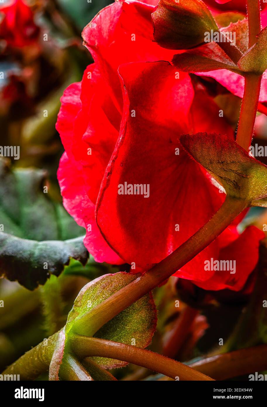 Ein Nahfoto eines Haufens einer tuberösen Begonia Stockfoto
