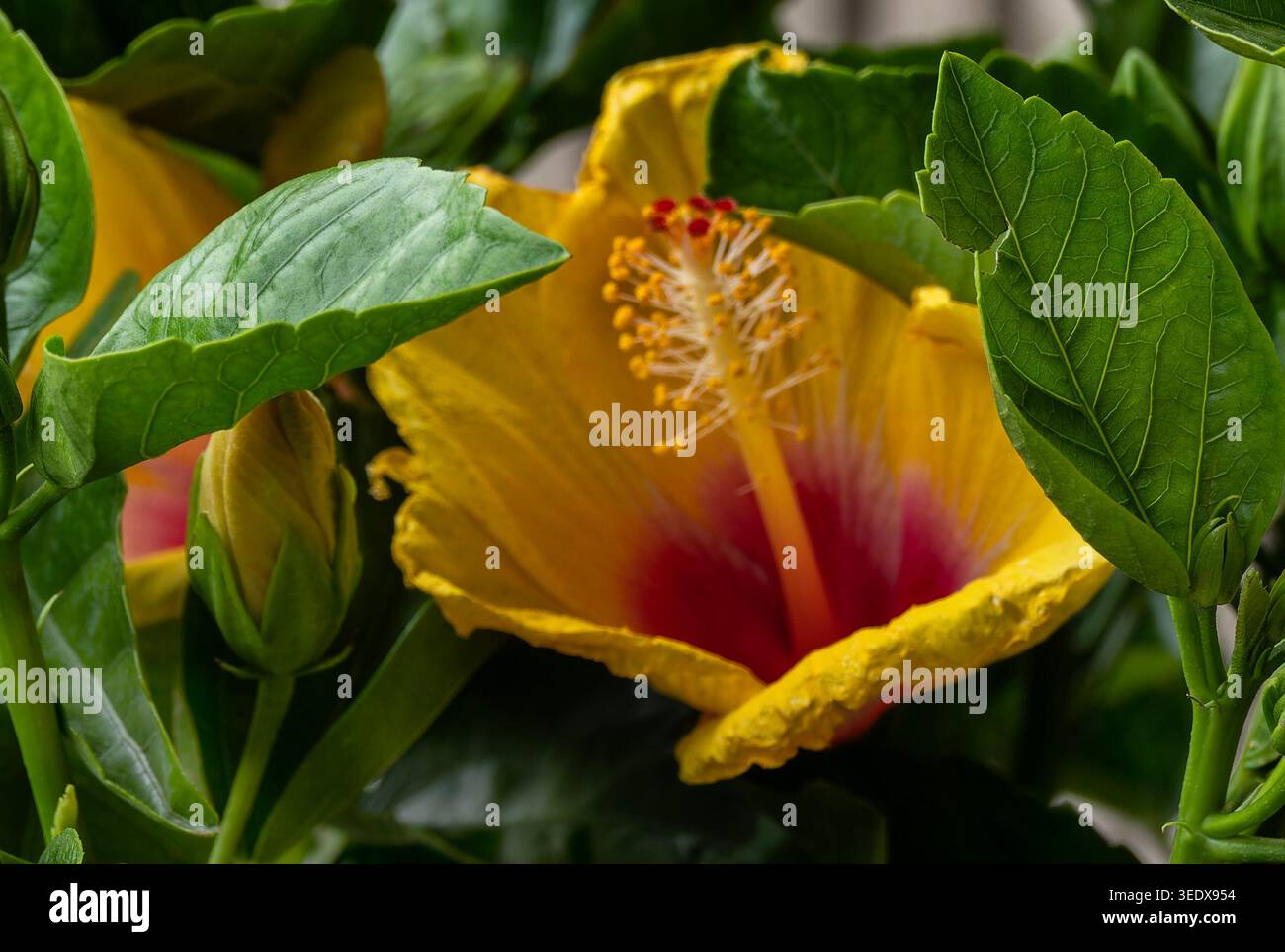 Ein Nahfoto des Herzens einer Hibiskusblume Stockfoto