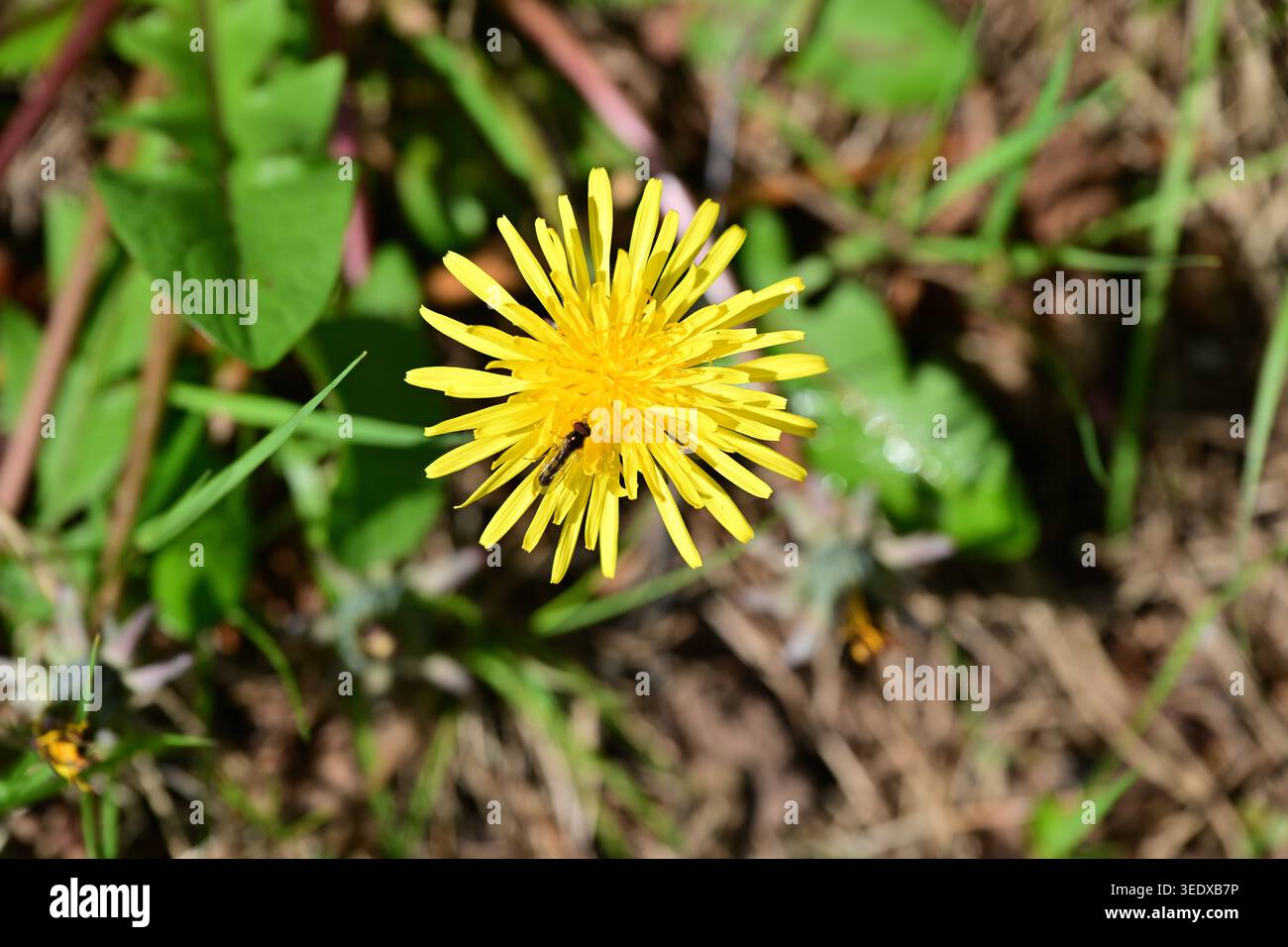 Hellgelbe Löwenzahnblüte mit Insekt im grünen Gras Stockfoto
