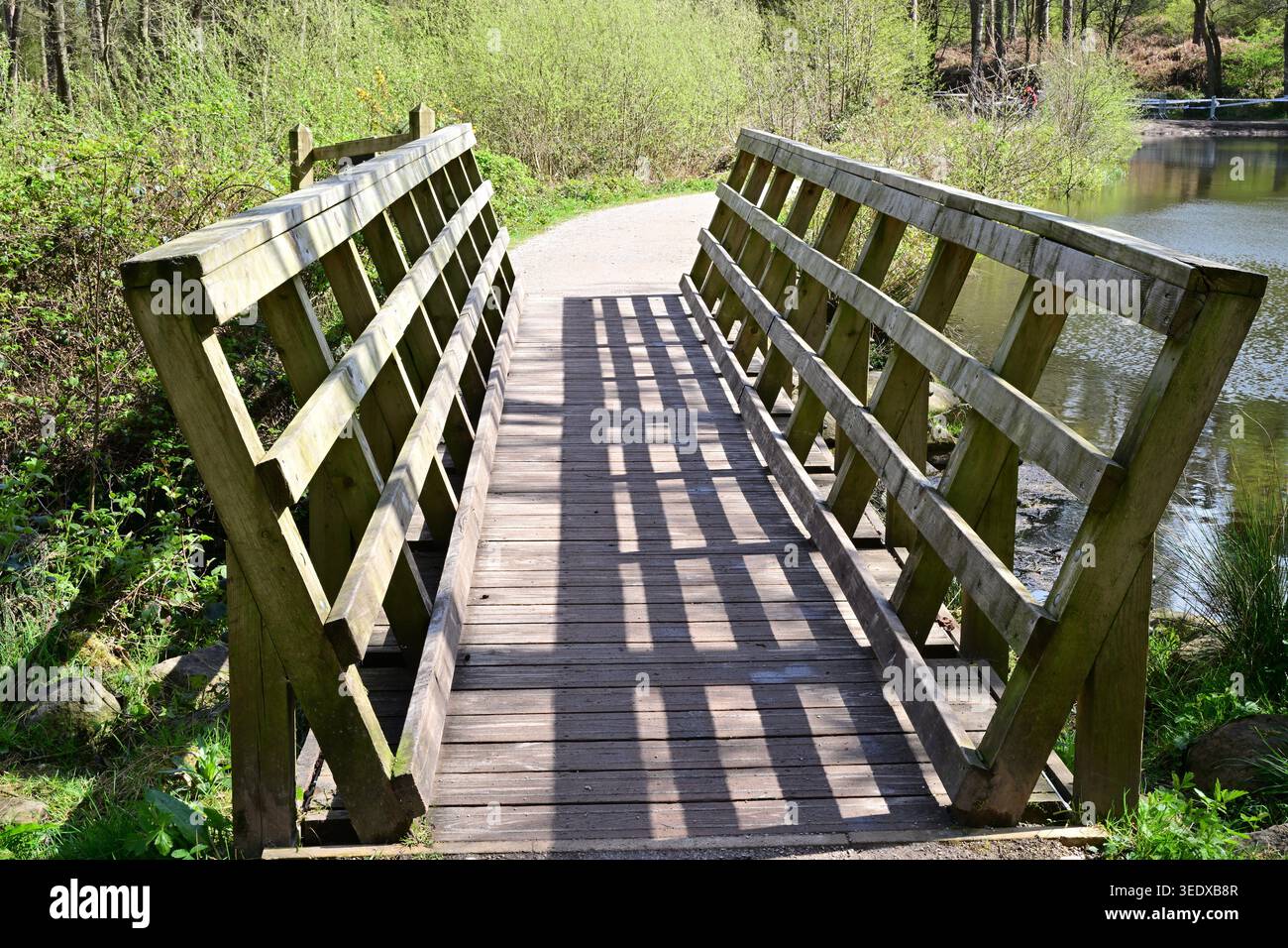 Holzsteg über Wasser im sonnigen grünen Waldpark Stockfoto
