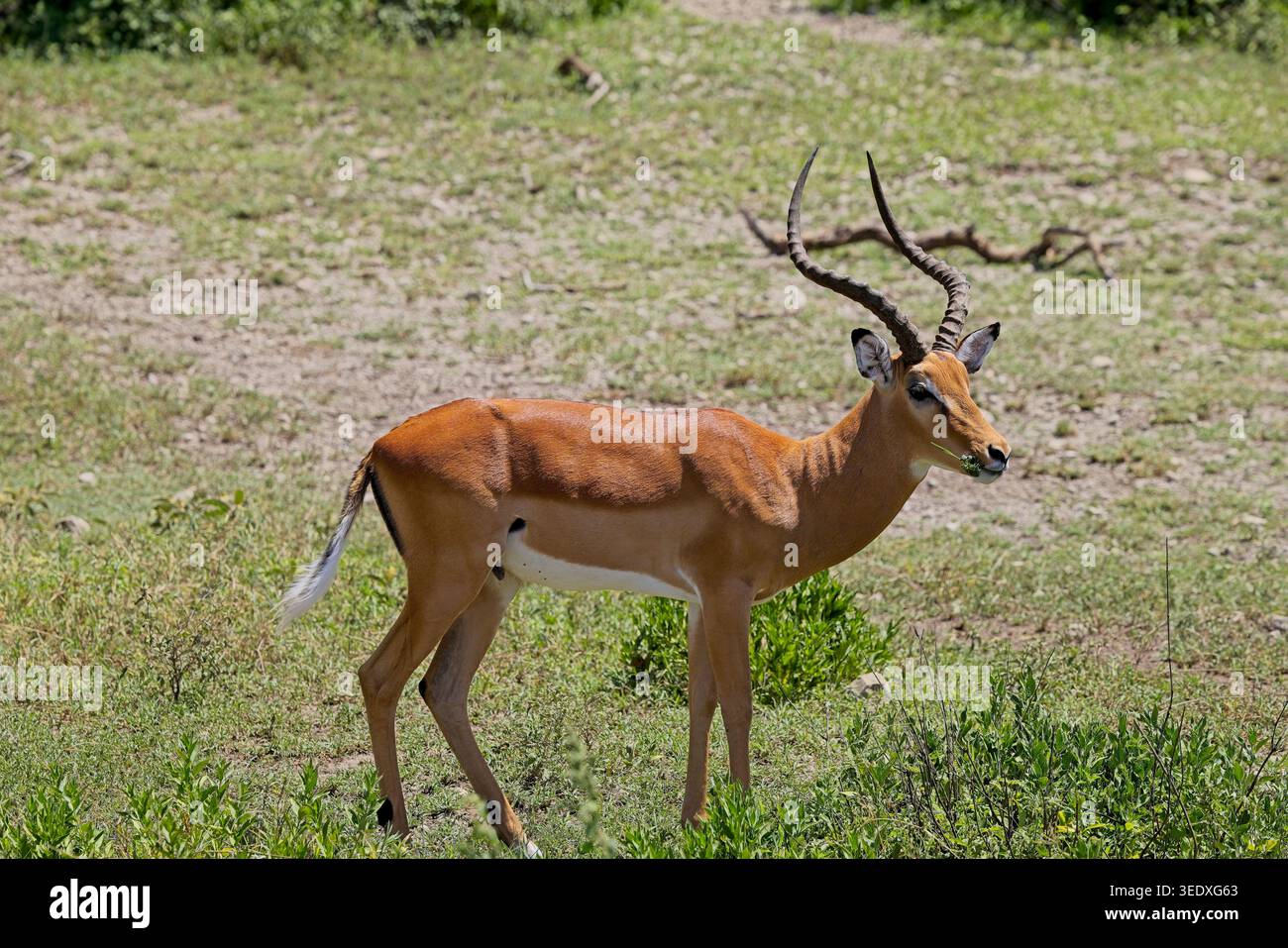 Verschiedene Antilopen von Tansania von Safari Februar 2026. Serengeti, Ndutu und Ngorongoro Krater. Stockfoto