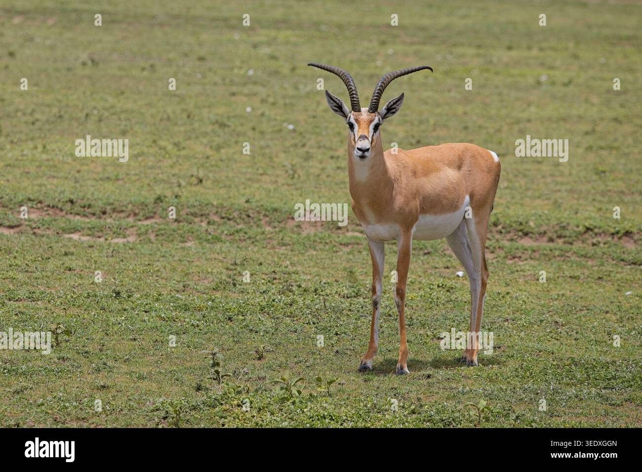 Verschiedene Antilopen von Tansania von Safari Februar 2026. Serengeti, Ndutu und Ngorongoro Krater. Stockfoto