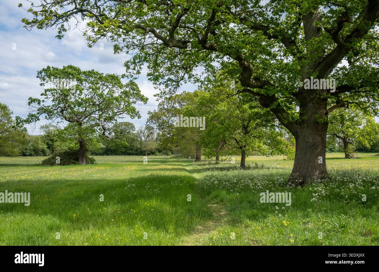 Üppig grüner Frühlingswuchs auf der Wiese und auf den alten Bäumen, Hanbury, Worcestershire, England. Stockfoto