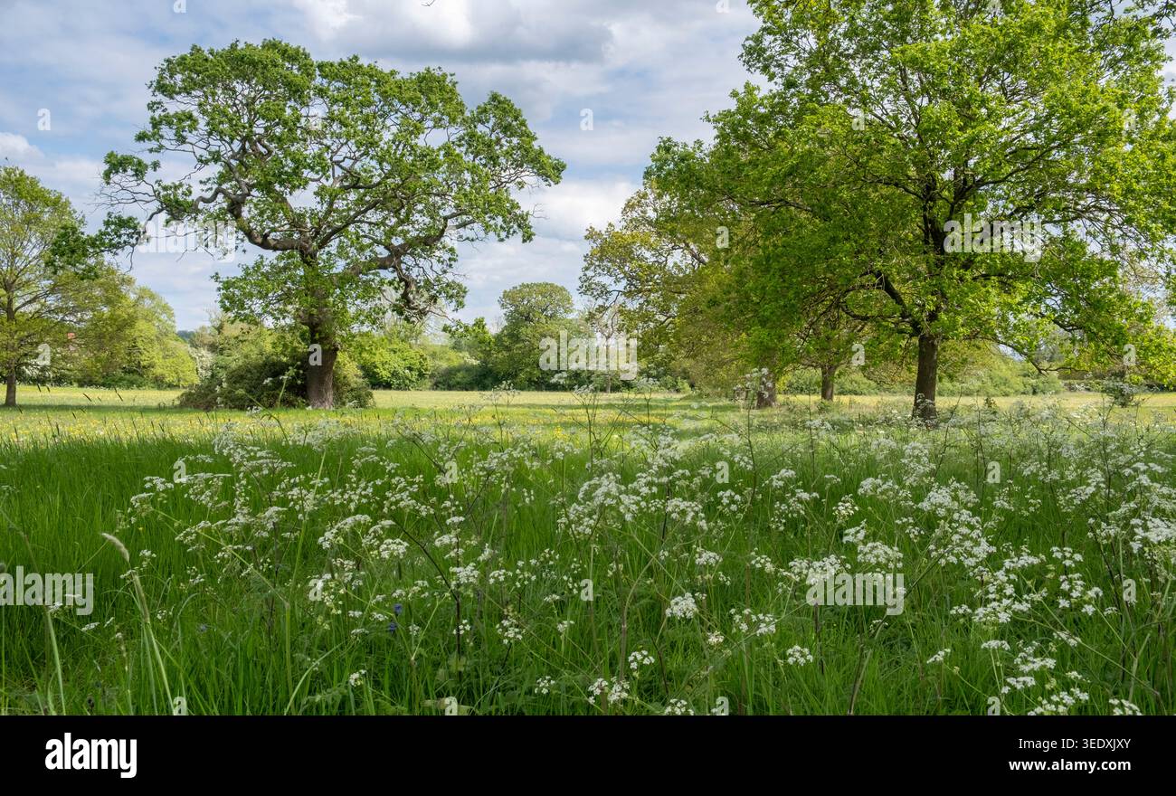 Üppig grüner Frühlingswuchs auf der Wiese und auf den alten Bäumen, Hanbury, Worcestershire, England. Stockfoto