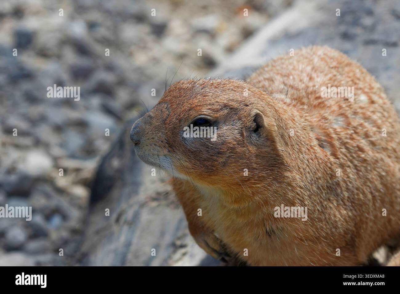 Präriehunde (Gattung Cynomys), einheimische Tiere aus Nordamerika Stockfoto
