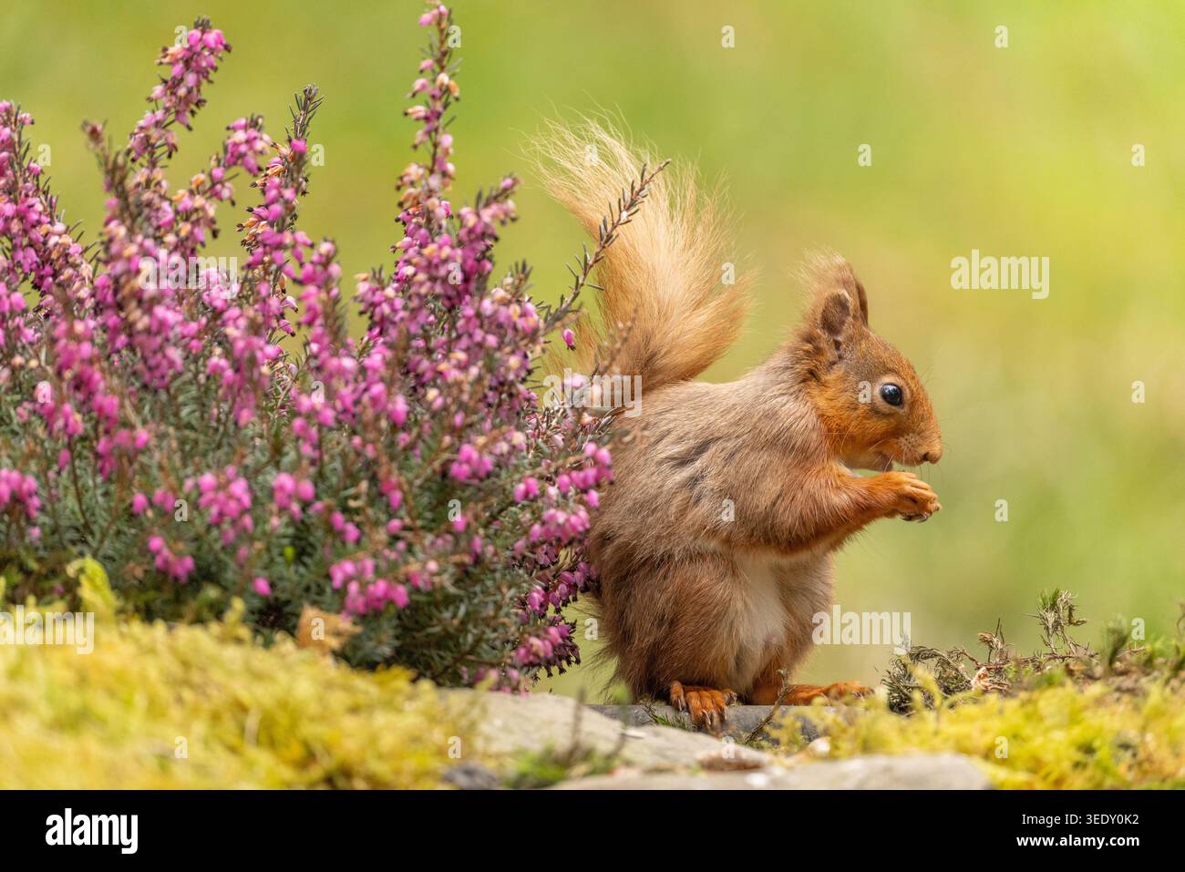 Rotwühler in North Yorkshire, niedliche einheimische Säugetiere, die in einer ruhigen Waldlandschaft fressen. Stockfoto