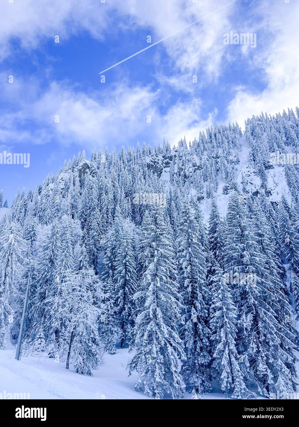 Gefrorener Kiefernwald auf dem Berg Jahorina unter blauem Himmel mit Wolken und frischem Schnee in Bosnien und Herzegowina. - Smartphone-aufgenommenes Stockfoto