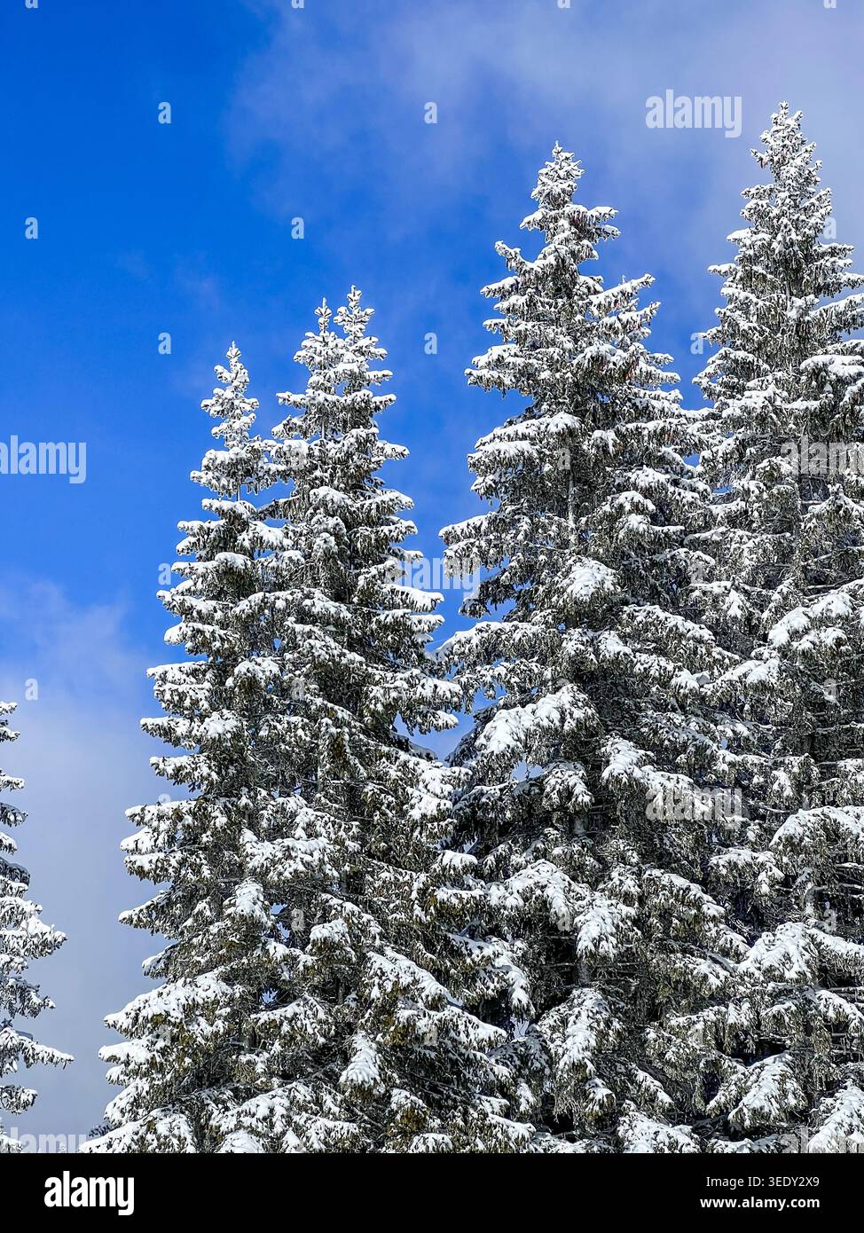 Schneebedeckte Kiefern auf dem Berg Jahorina mit hellblauem Himmel und frischer Winteratmosphäre in Bosnien und Herzegowina. - Smartphone-aufgenommenes Stockfoto