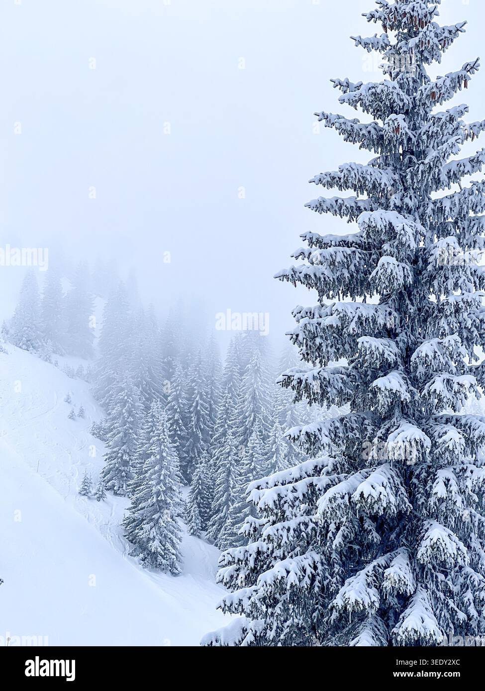 Nebelige Winterlandschaft mit schneebedeckten Kiefern auf dem Berg Jahorina in Bosnien und Herzegowina. - Smartphone-aufgenommenes Stockfoto