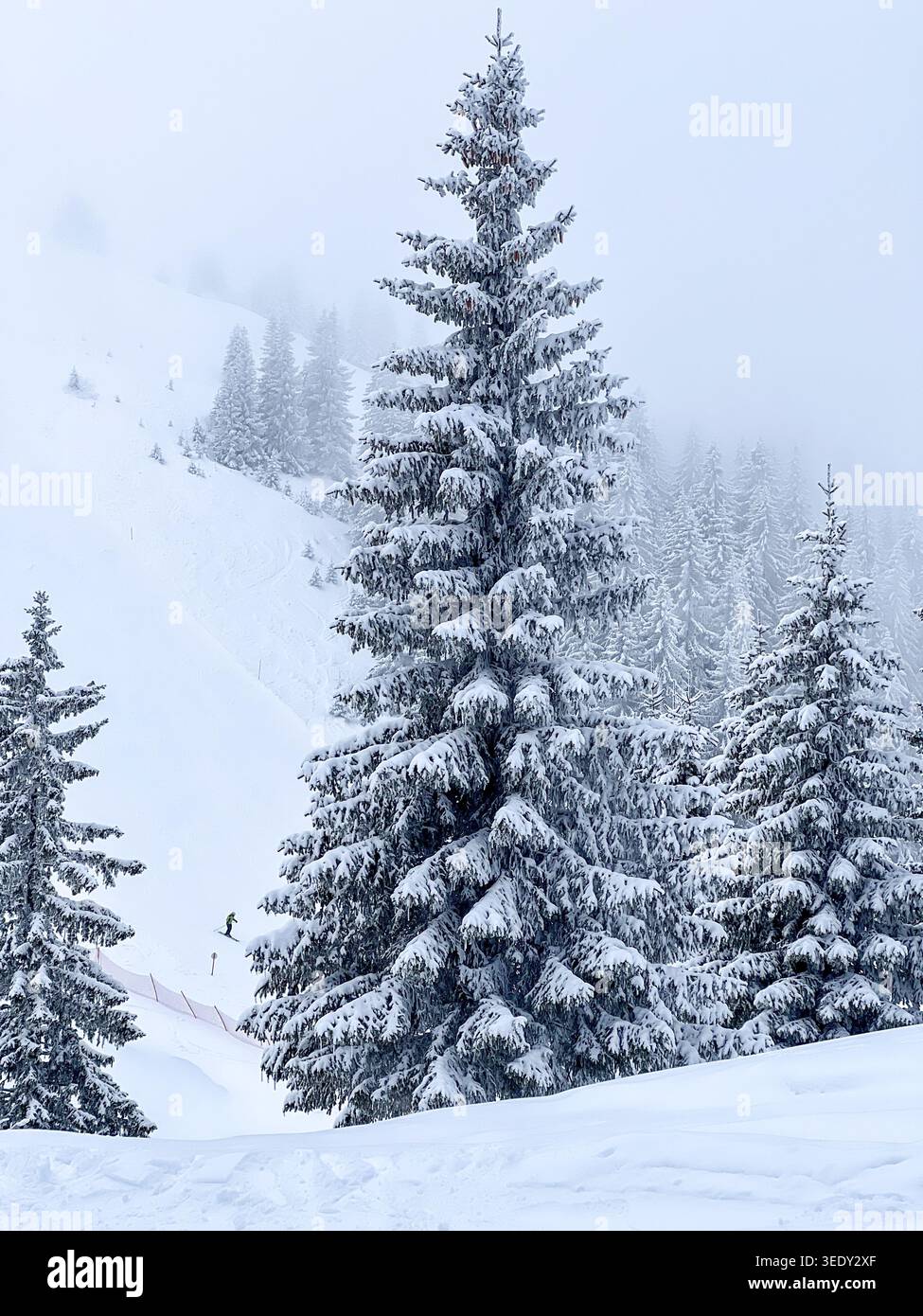 Schneebedeckter Kiefernwald und nebelige Skipiste auf dem Jahorina-Berg im Winter in Bosnien und Herzegowina. - Smartphone-aufgenommenes Stockfoto