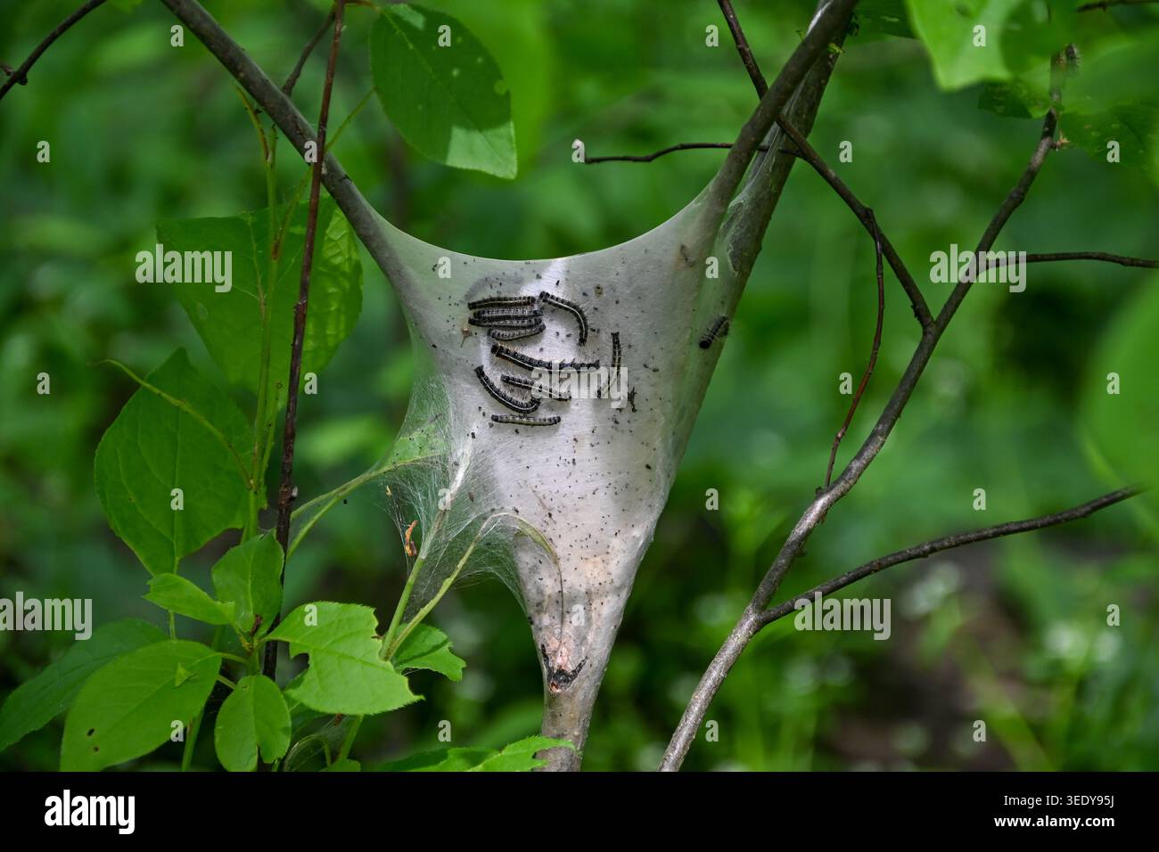 Zigeunermotten Seidensack, der in Ästen im Wald hängt, das sind invasive Arten, die Bäume und Blätter töten und kriechen und wirbeln Stockfoto