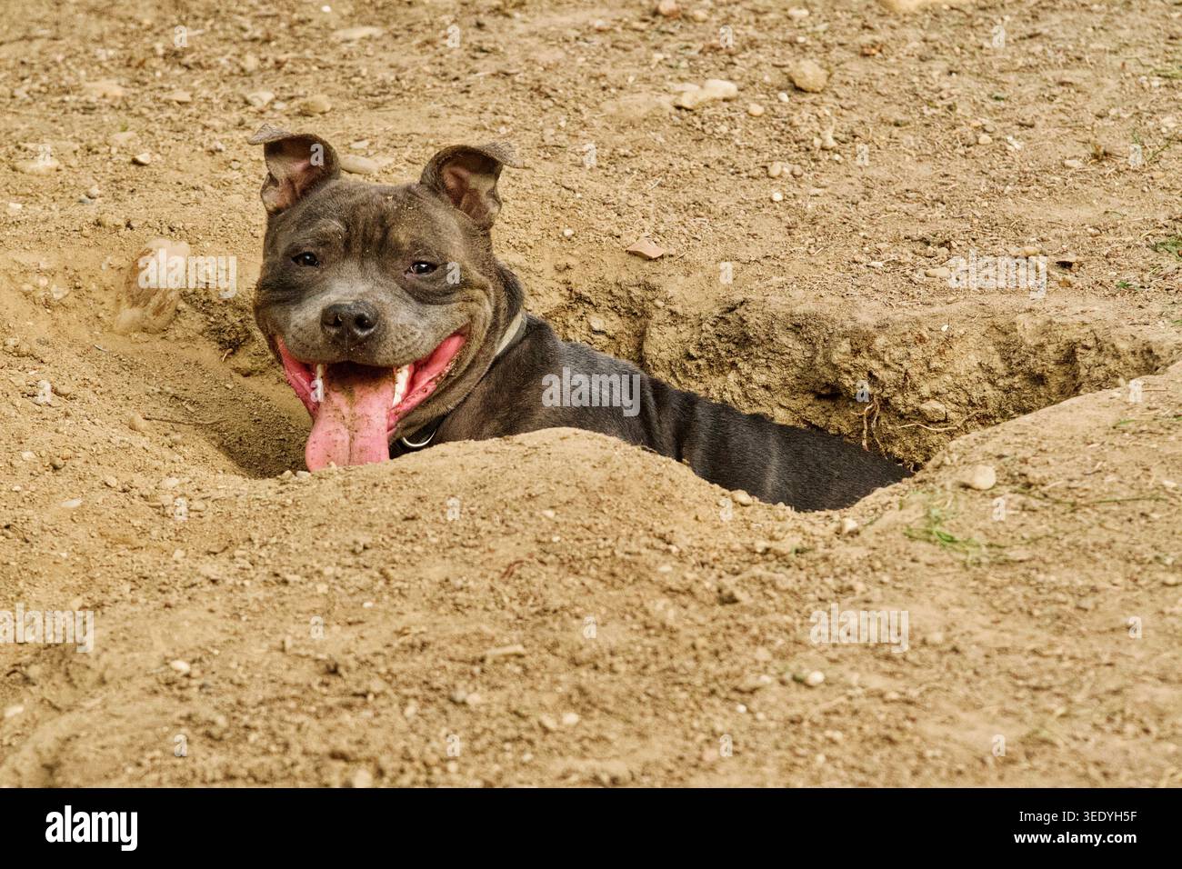 Amerikanischer Tyrannehund in einem Loch, das er gerade in die Kamera sah. Stockfoto