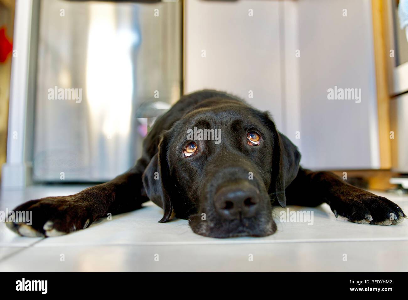 Schwarzer Labrador, der auf weißen Fliesen liegt, mit Nostalgie und Müdigkeit in einer Küche. Stockfoto