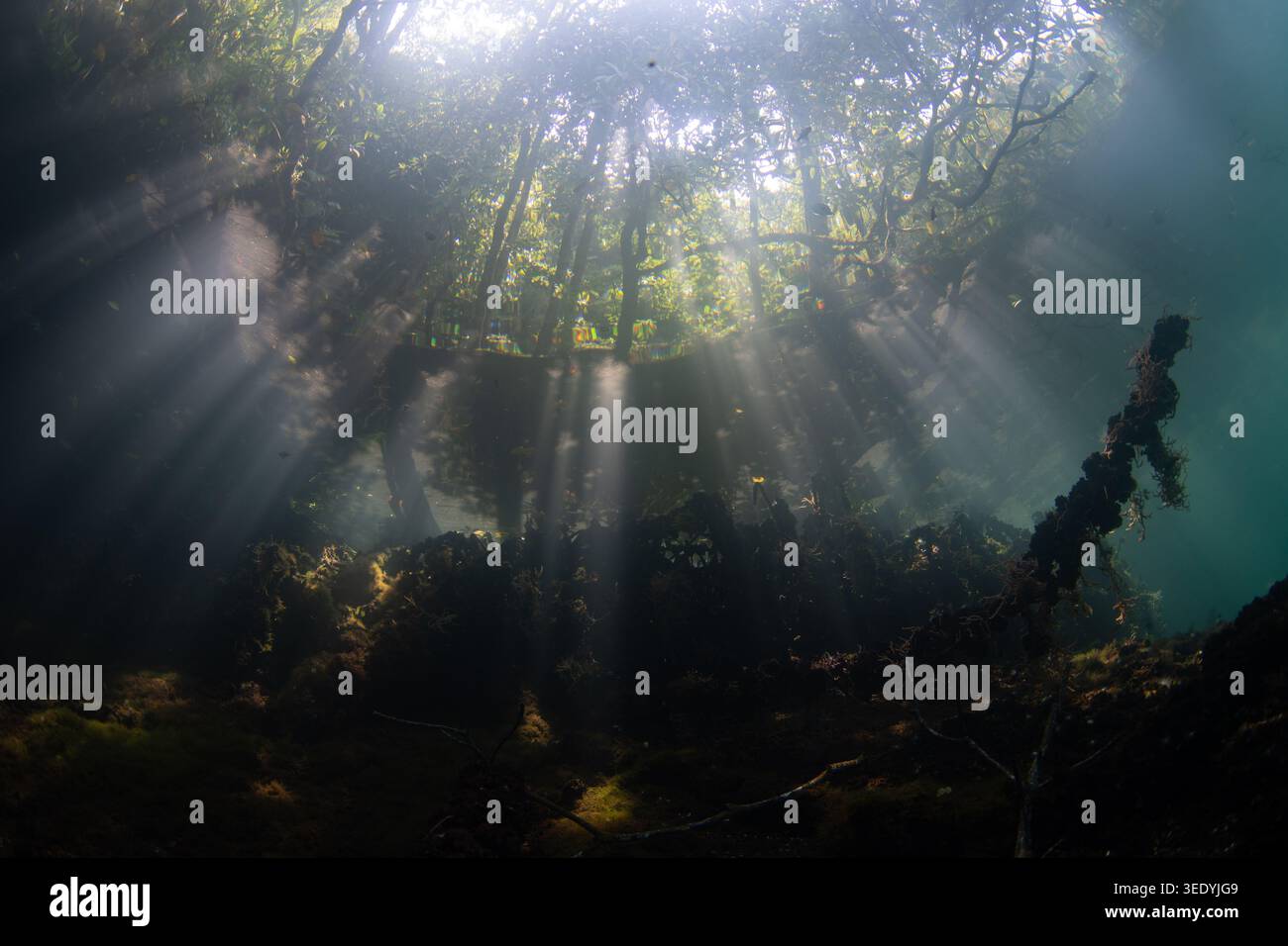 Sonnenstrahlen filtern durch einen Wald, der ins Wasser des Quallensees von Palau gelangt. Dieser einzigartige See ist die Heimat von Quallen und vielen anderen Arten. Stockfoto