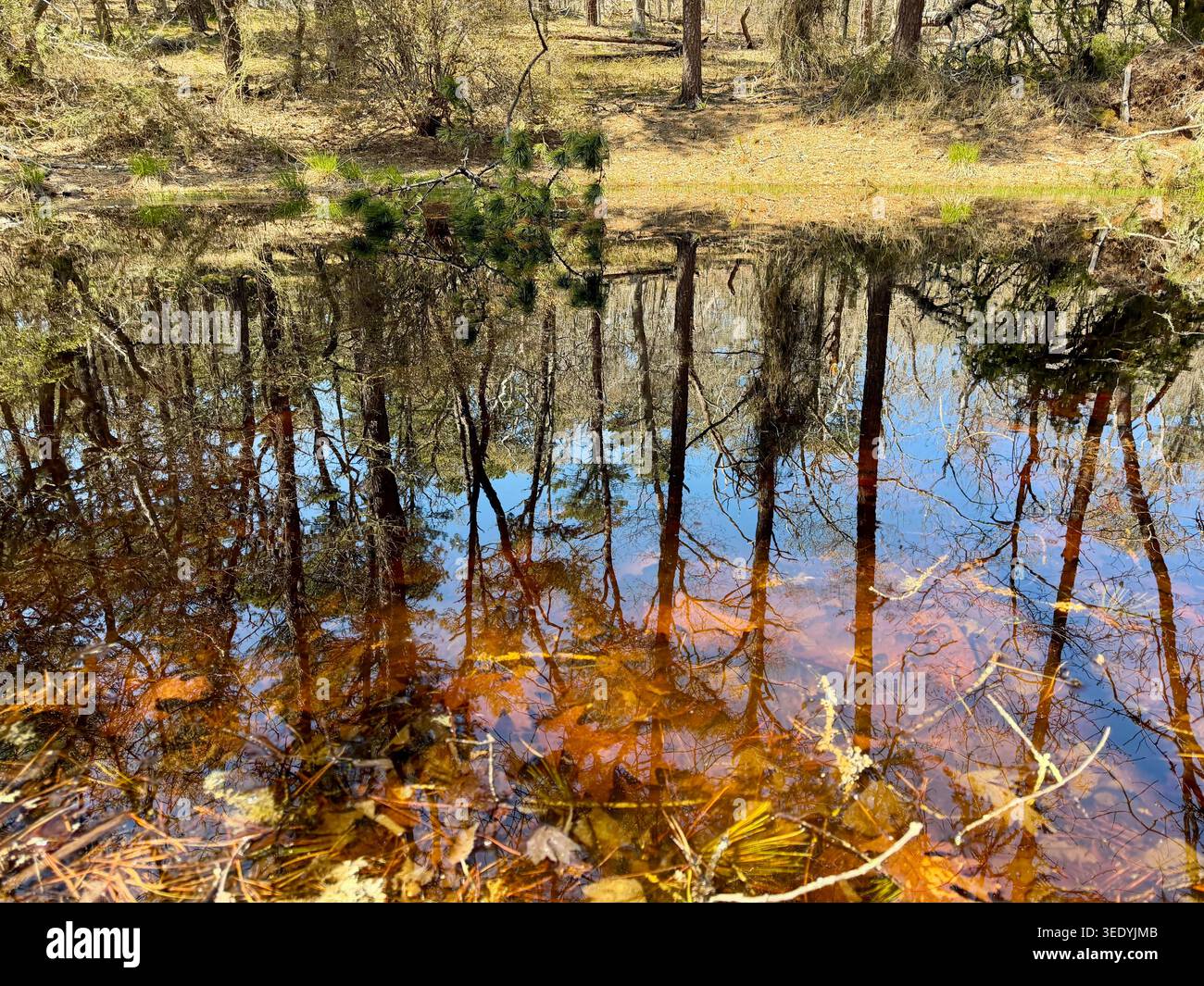 Vernal Pool in Orleans, Massachusetts Stockfoto