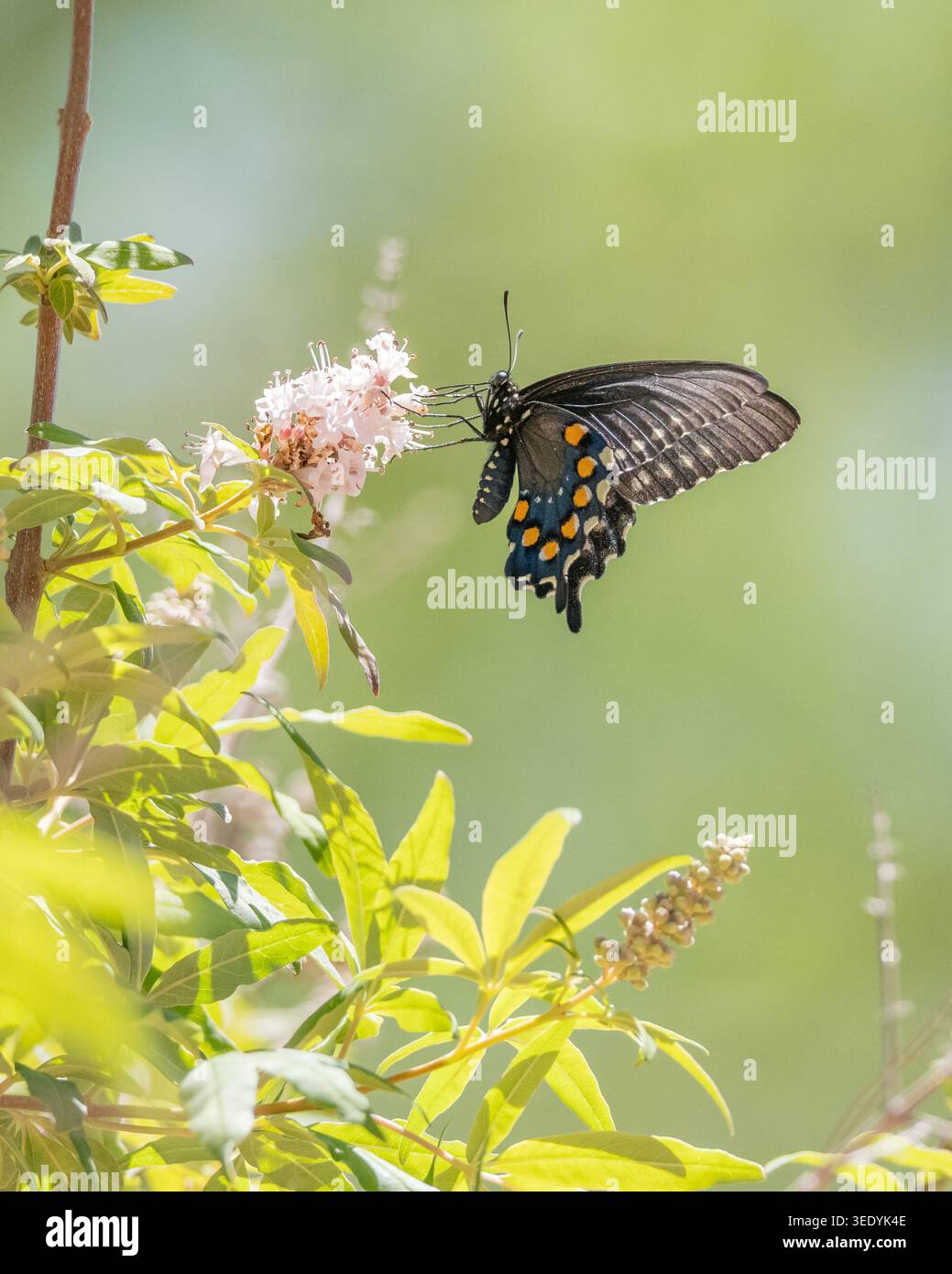 Ein Pipevine Schwalbenschwanz Schmetterling Battus Philenor Stockfoto