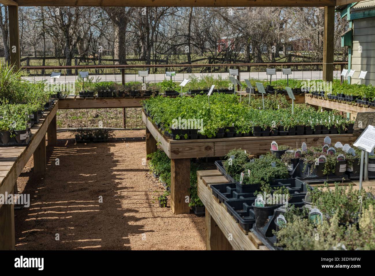 Reihen von Topfpflanzen und Sämlingen mit Pflanzenetiketten füllen Holztische unter einem schattigen Dach in einem sonnigen Gartencenter in Texas Stockfoto