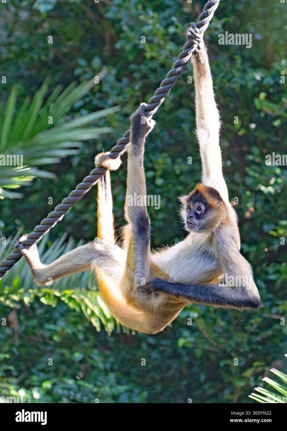 Auckland Zoo 2026 Stockfoto