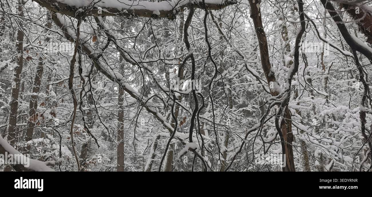 Verwirrtes Netz von schneebedeckten Ästen in einem winterlichen Wald, Naturpark Fichtelgebirge, Oberfranken Stockfoto