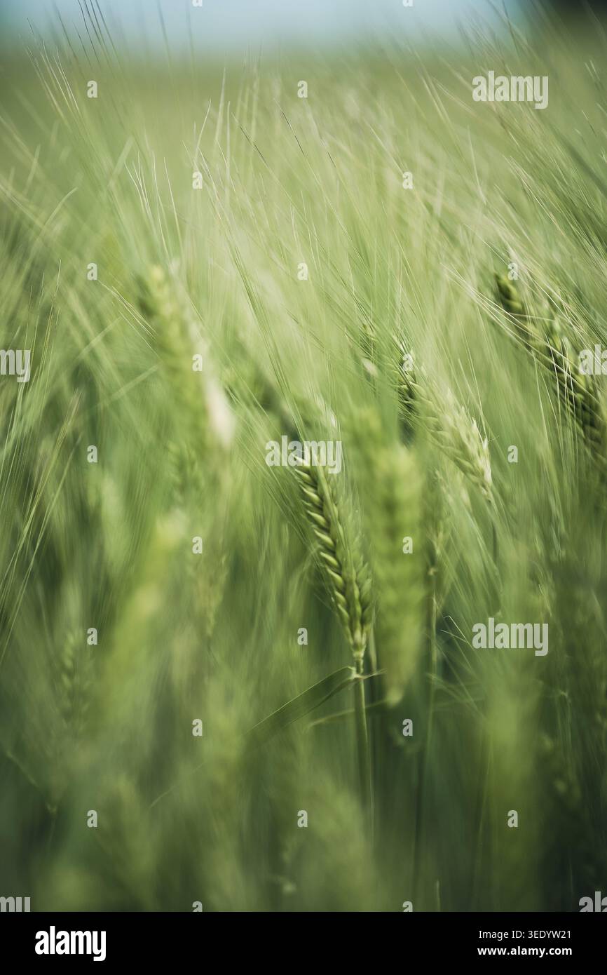Grüne Feldfrüchte. Stockfoto