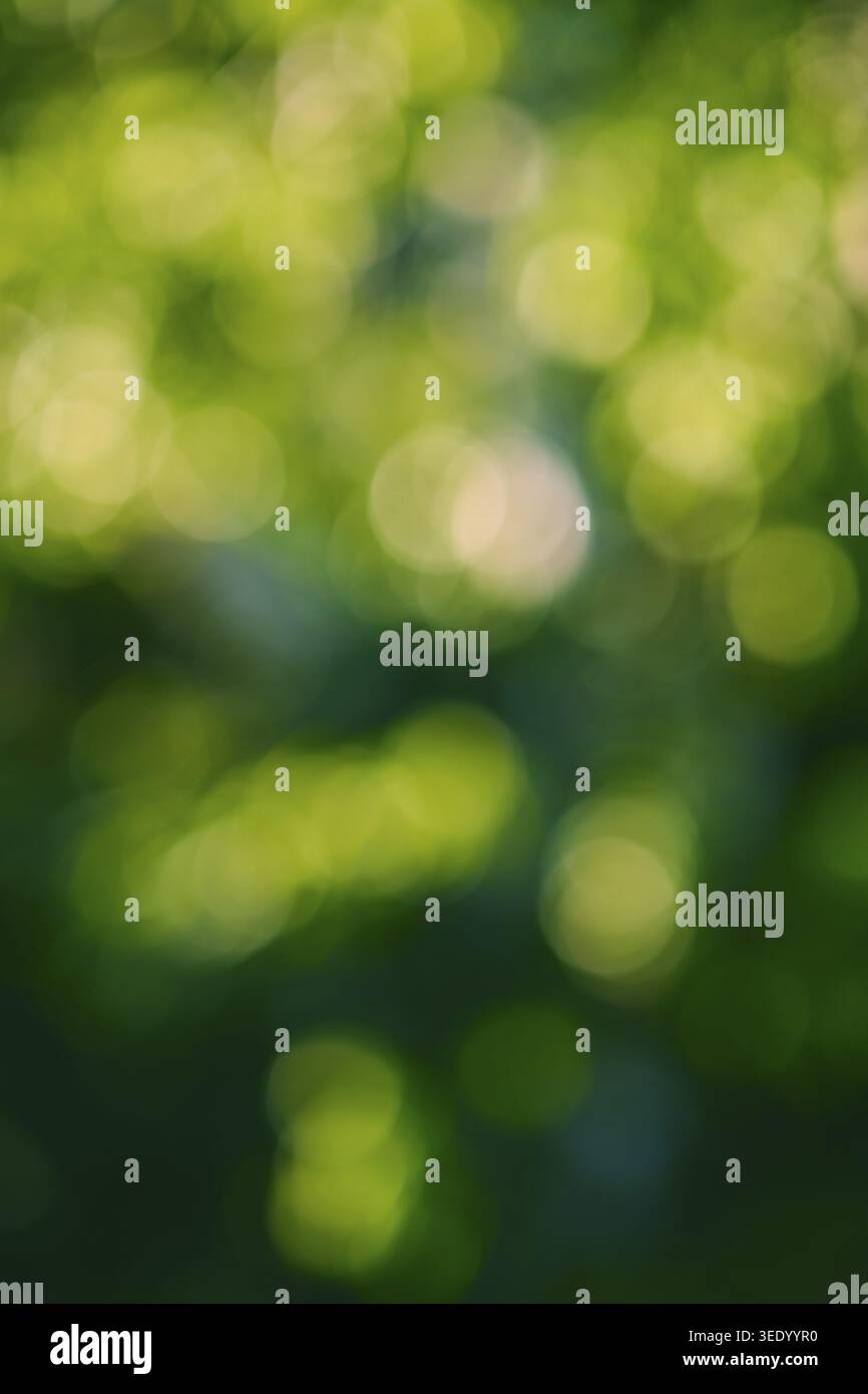 Abstrakter grüner Natur-Bokeh-Hintergrund. Stockfoto