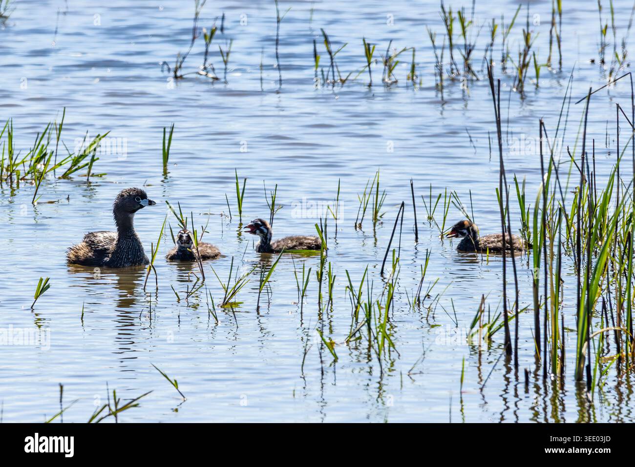 Eine sehr geduldige Pie Billed Grebe (Podilymbus podiceps) versucht, ihren jungen Nachwuchs zu unterrichten Stockfoto