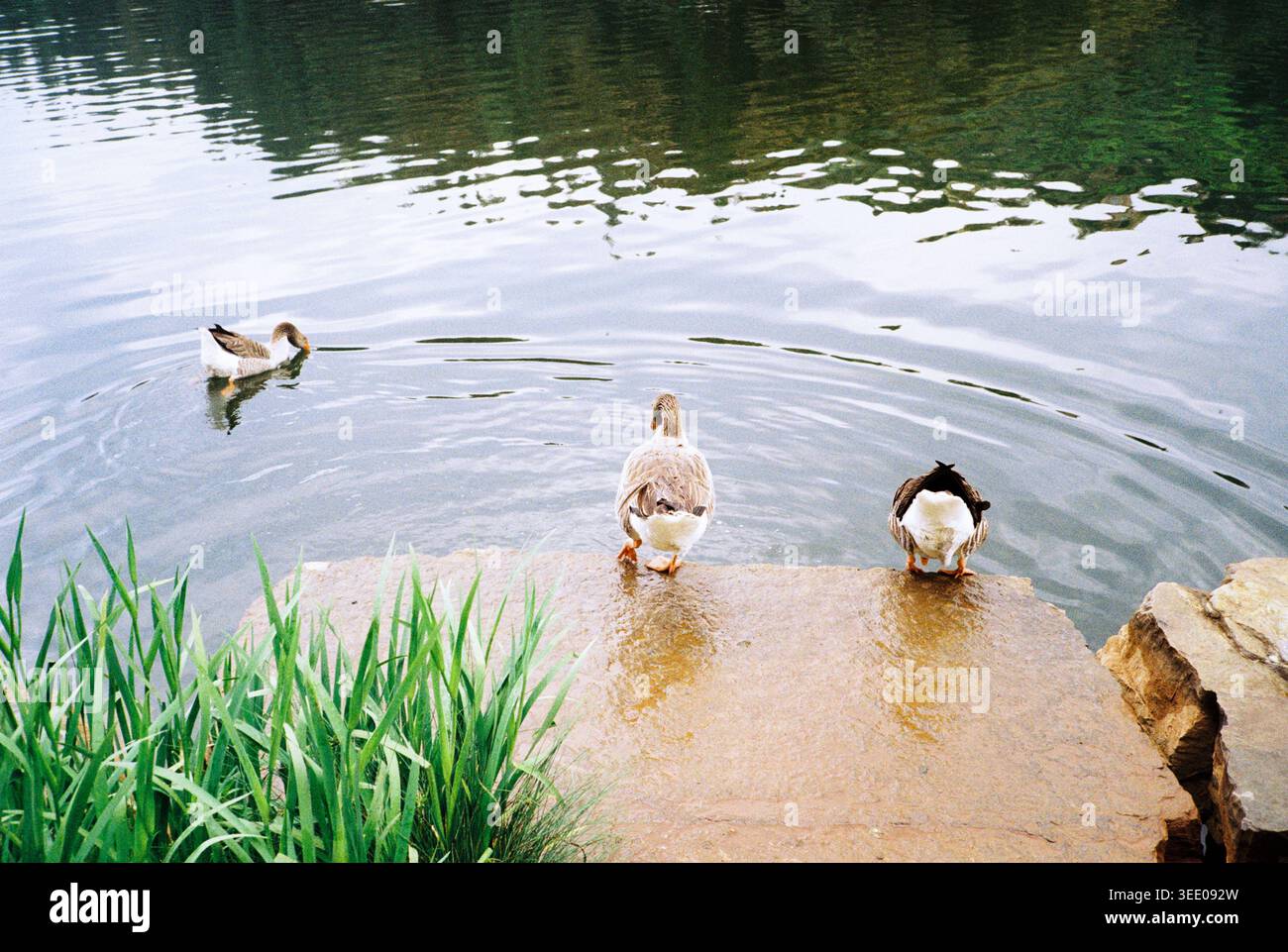 Drei Gänse an einem ruhigen Seeufer, zwei stehen auf einer Steinplattform und einer schwimmt im Wasser Stockfoto