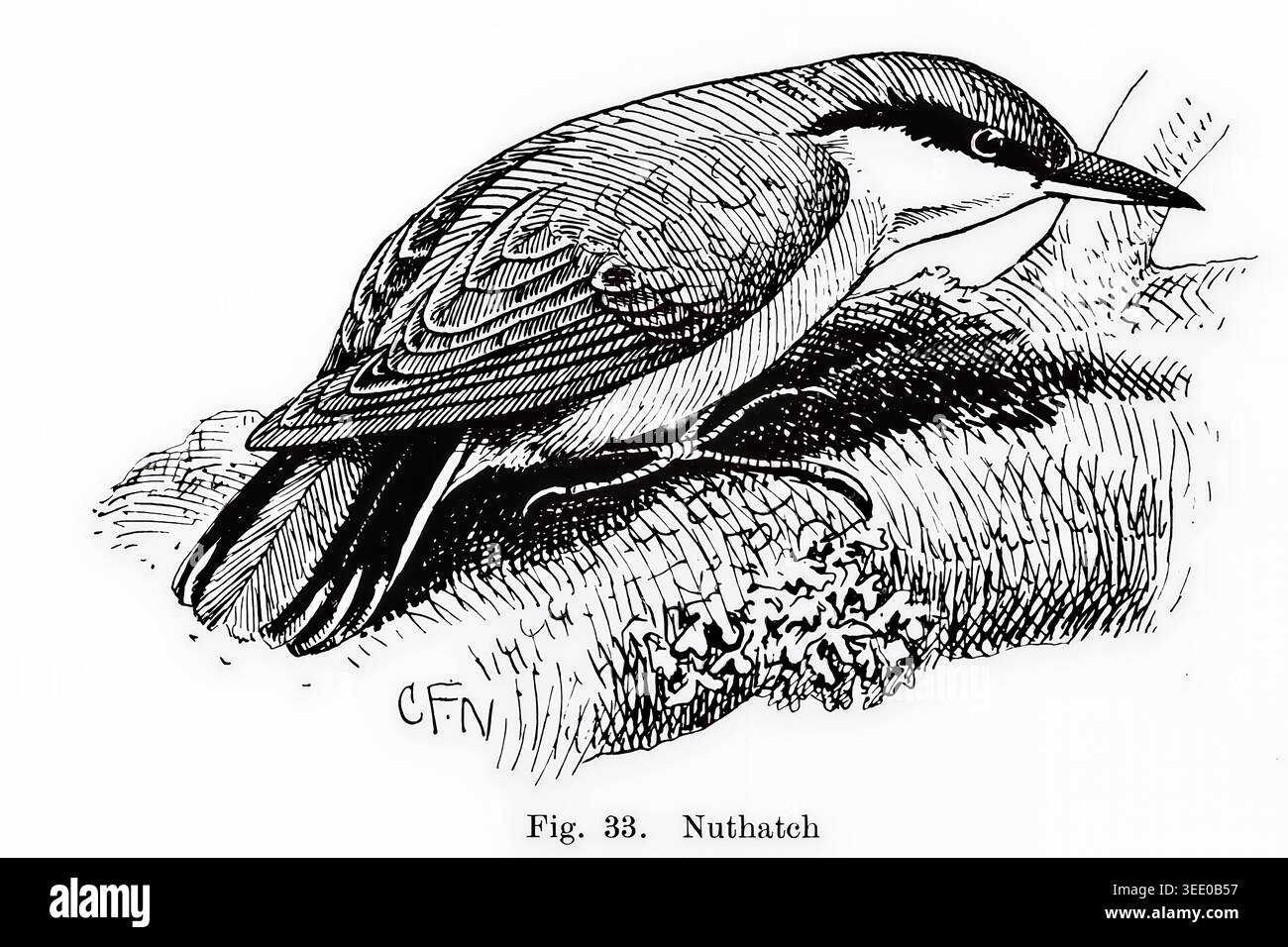 Nuthatch Vogel mit markanten Markierungen auf einem strukturierten Ast, die eine detaillierte anatomische Studie und eine klassische Darstellung der ornithologischen Forschung zeigen. Aus Bird Studies, in 24 Lektionen von Westell, William Percival, Publikationsdatum 1914 Publisher Cambridge, University Press Stockfoto
