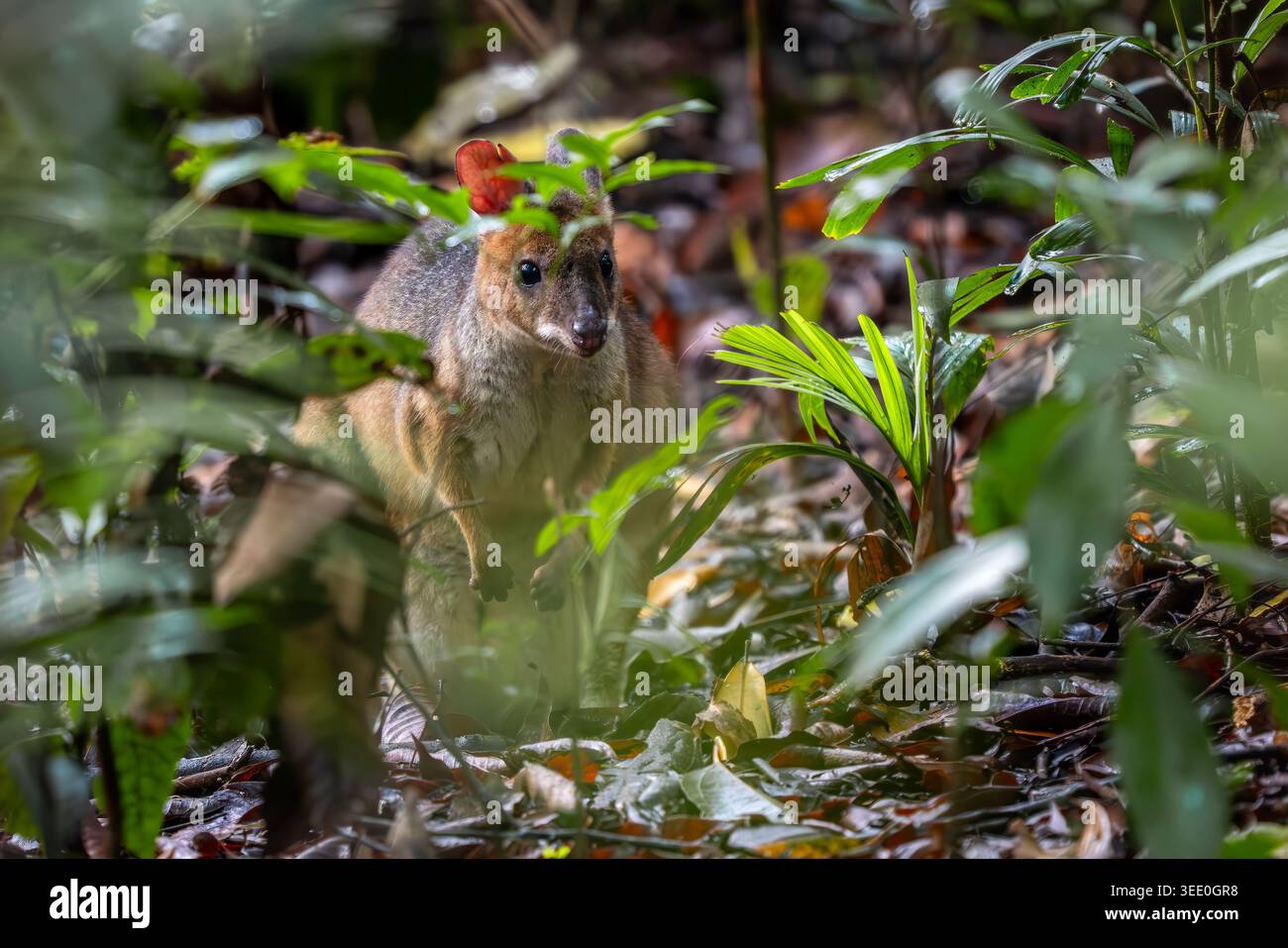 Rotbeiniges Pademelon - Thylogale stigmatica, wunderschönes kleines Wallaby, das in tropischen Wäldern an der Nordostküste Australiens beheimatet ist Stockfoto