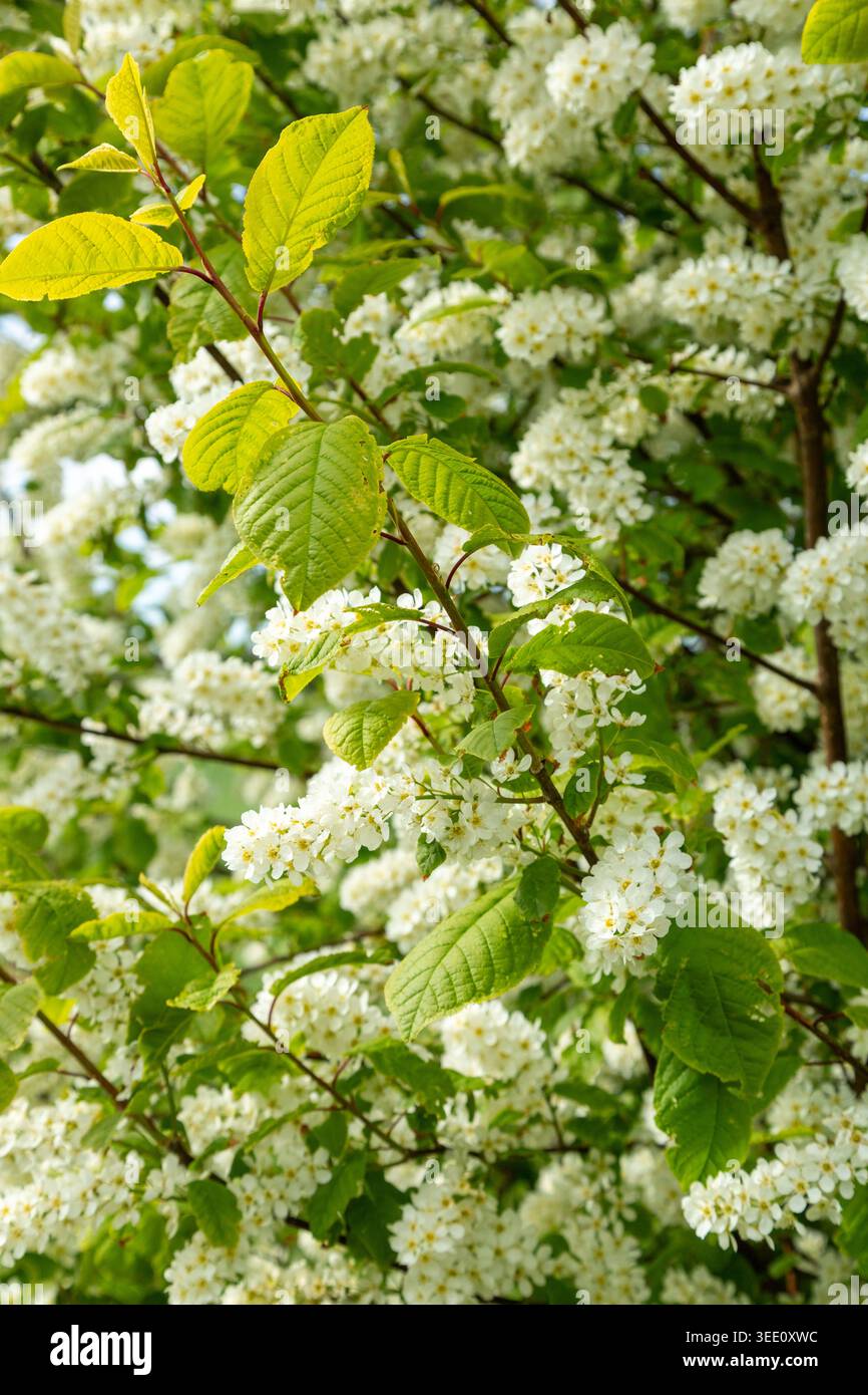 Prunus padus, auch bekannt als Vogelkirsche, Hackberry, Heidelbeere oder Mayday-Baum, ist eine blühende Pflanze in der Familie der Rosen Stockfoto