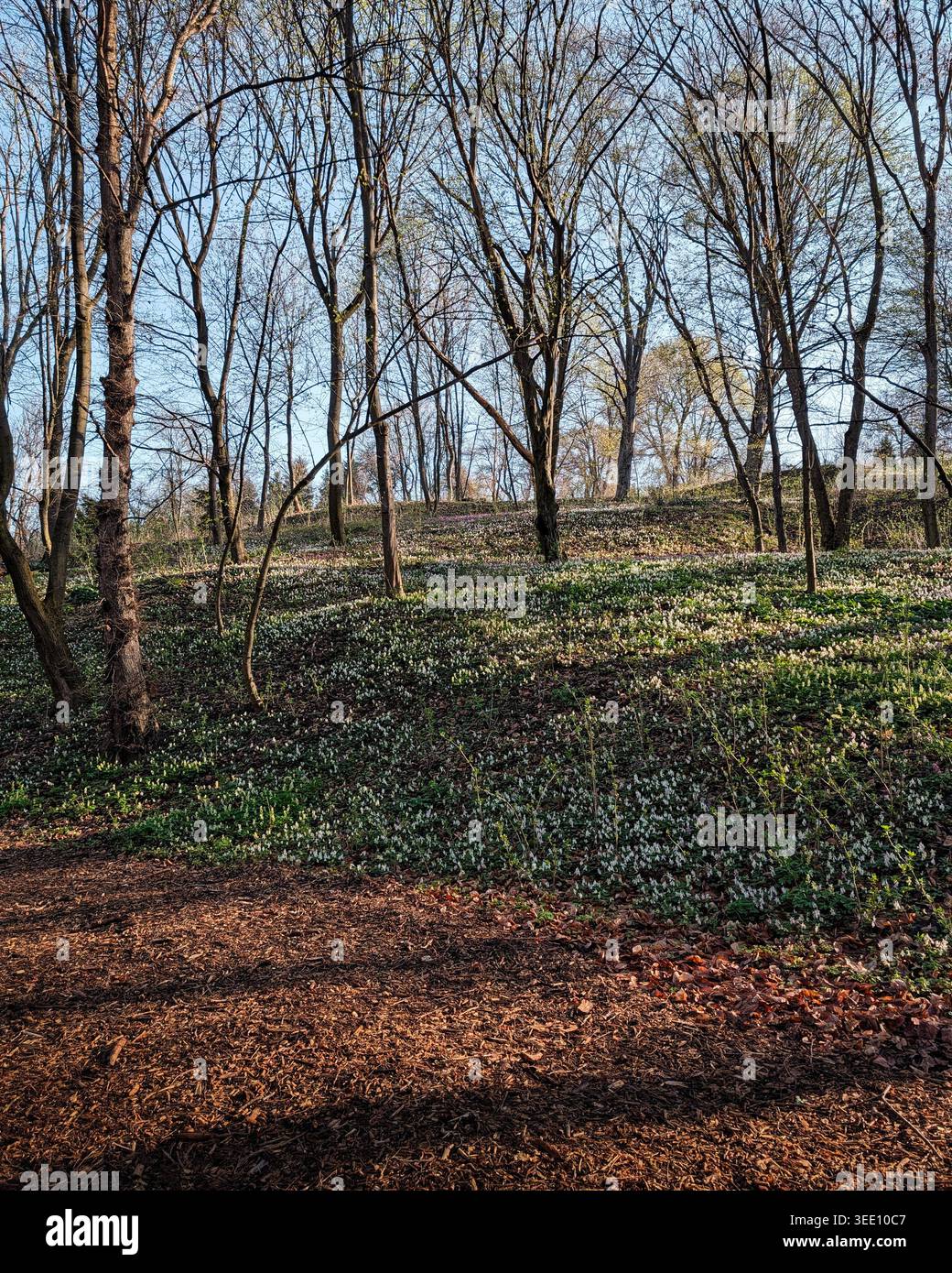 Sonniger Hügel im Frühlingswald mit blühenden Wildblumen. Waldhügel, bedeckt mit weißen Wildblumen und frischem grünen Gras, mit hohen, blattlosen Bäumen. Stockfoto