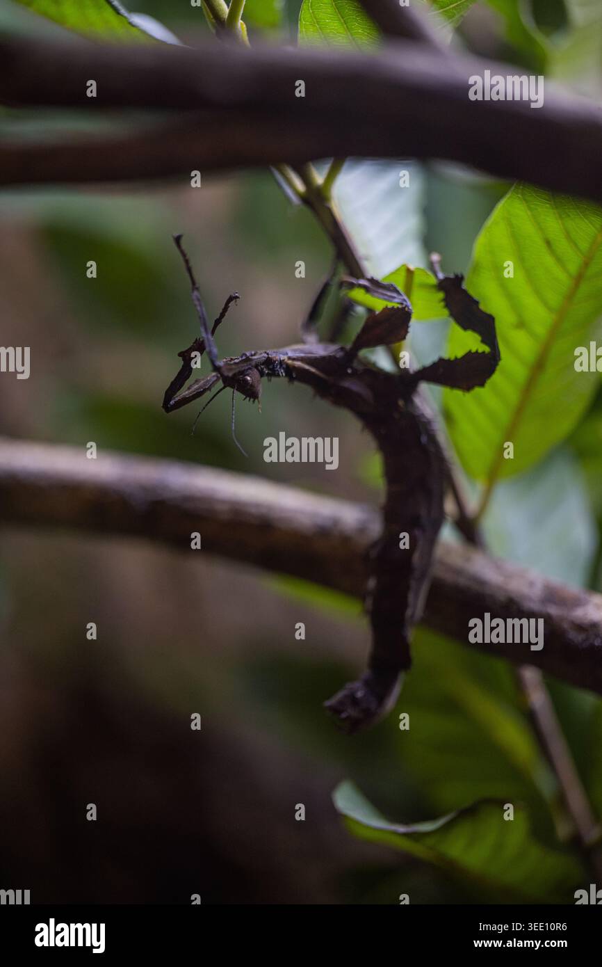 Riesenstachelstäbchen-Insektenextatosoma tiaratum, das mit Laub vermischt wird Stockfoto