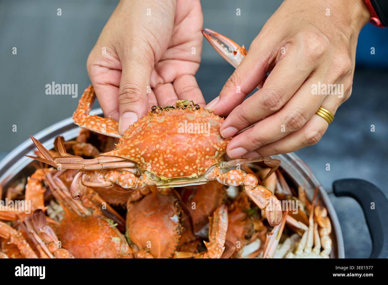 Hände, die gedämpfte blaue Krabben zum Essen vorbereiten Stockfoto