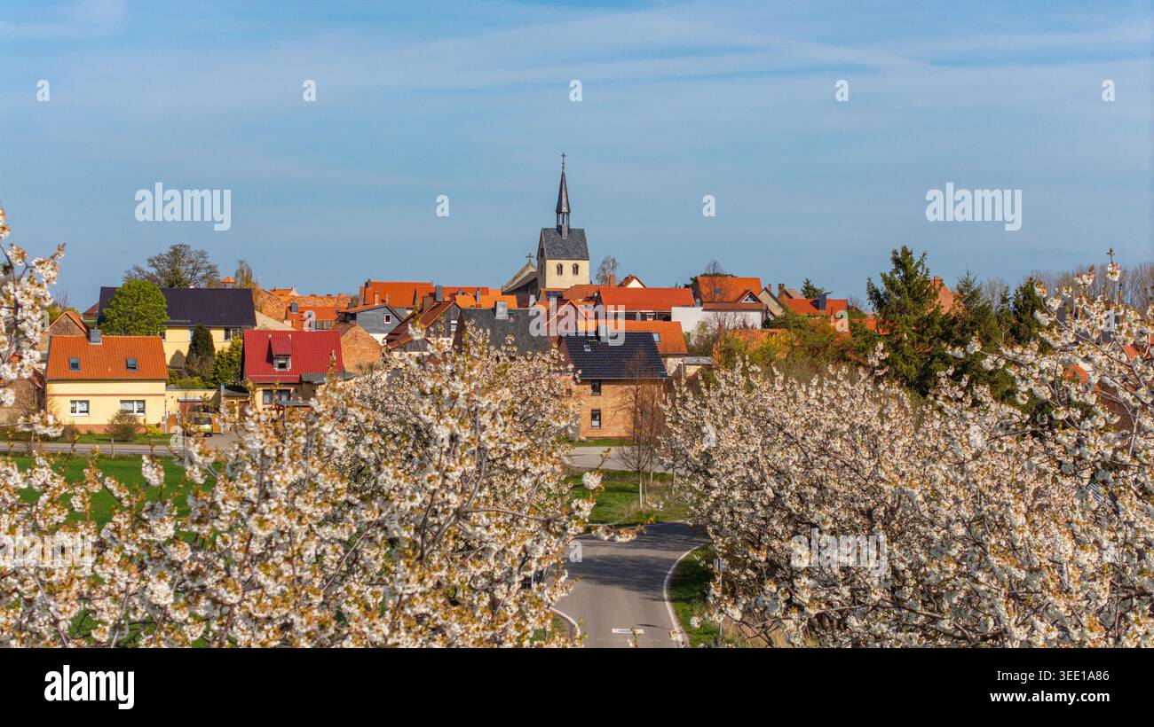 Bilder aus Westerhausen Landkreis Harz im Frühjahr mit blühenden Bäumen Stockfoto