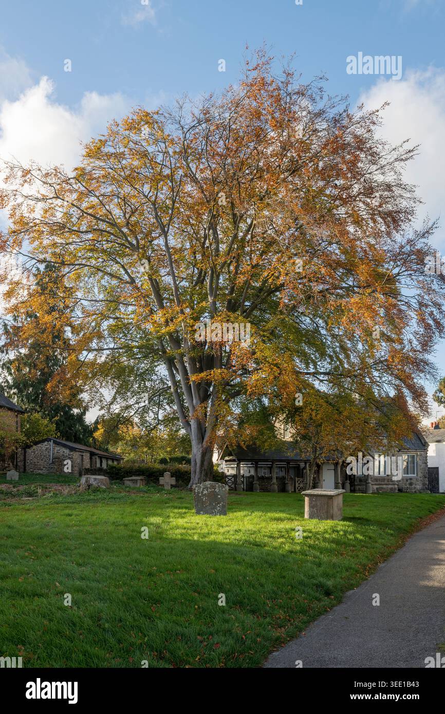 Eine prächtige reife Buche mit bunten Herbstlaub auf dem Friedhof der St. Andrew's Church, Presteigne, Powys, Großbritannien Stockfoto