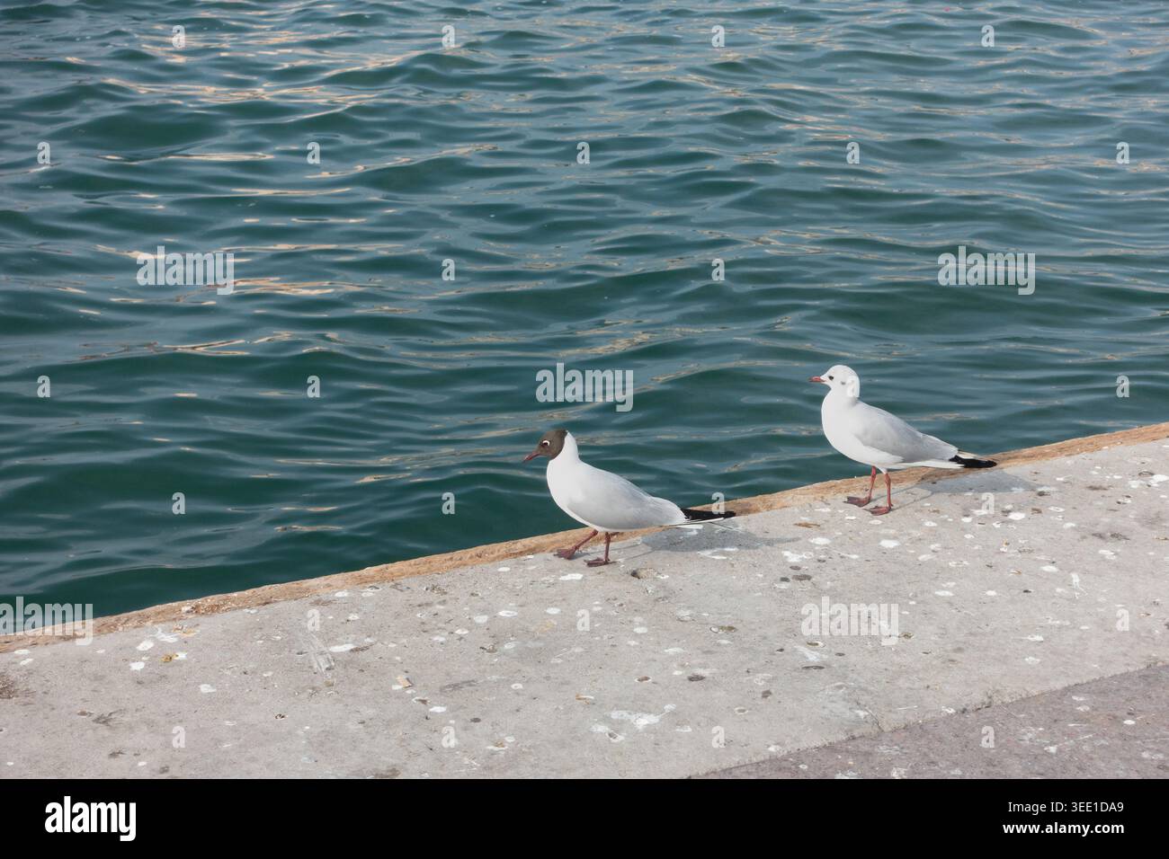 Zwei Möwen am Ufer des Flusses in Dubai, VAE. Stockfoto