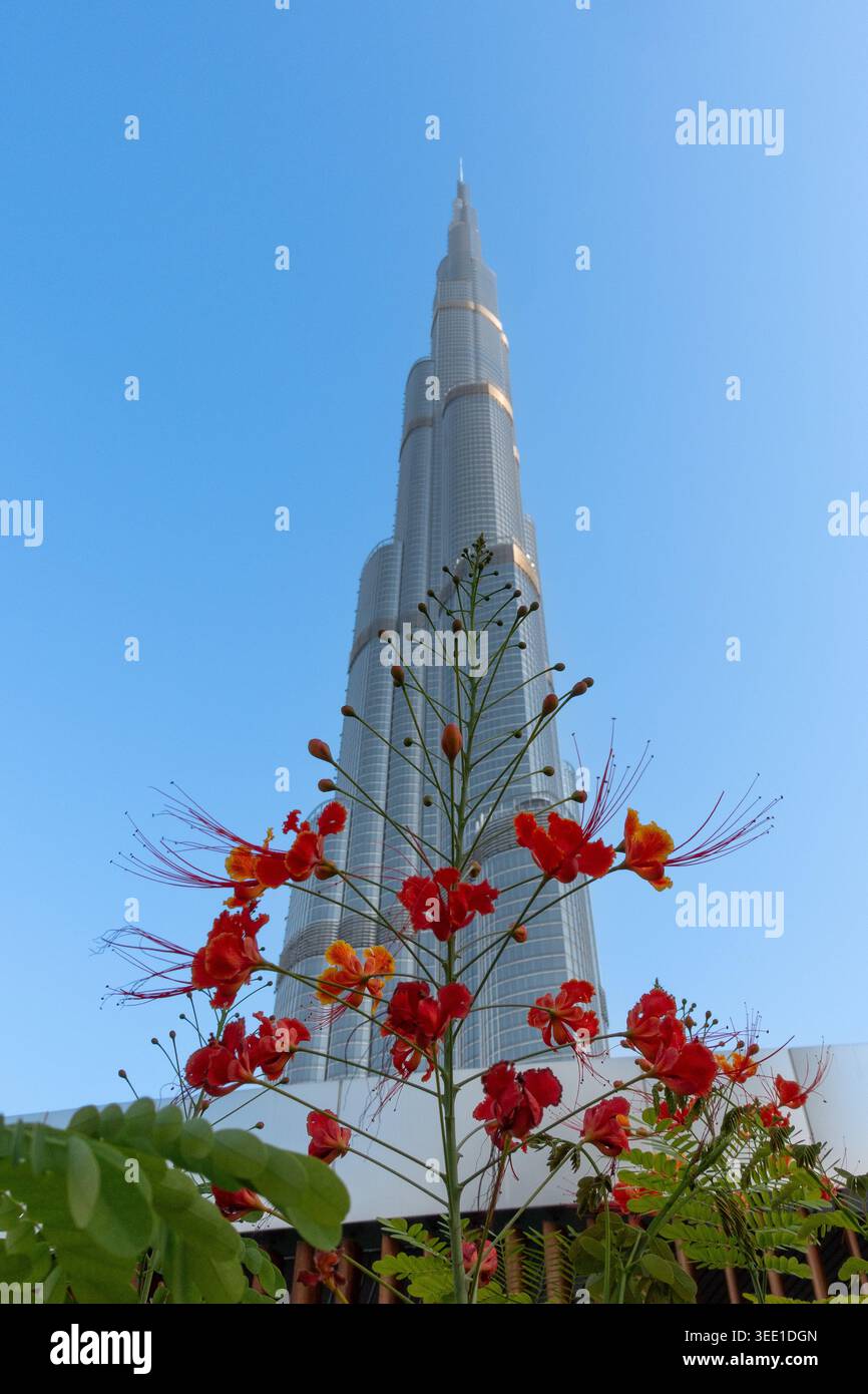 Rote Pfauenblume (Caesalpinia pulcherrima) mit Burj Khalifa im Hintergrund in Dubai, VAE. Stockfoto