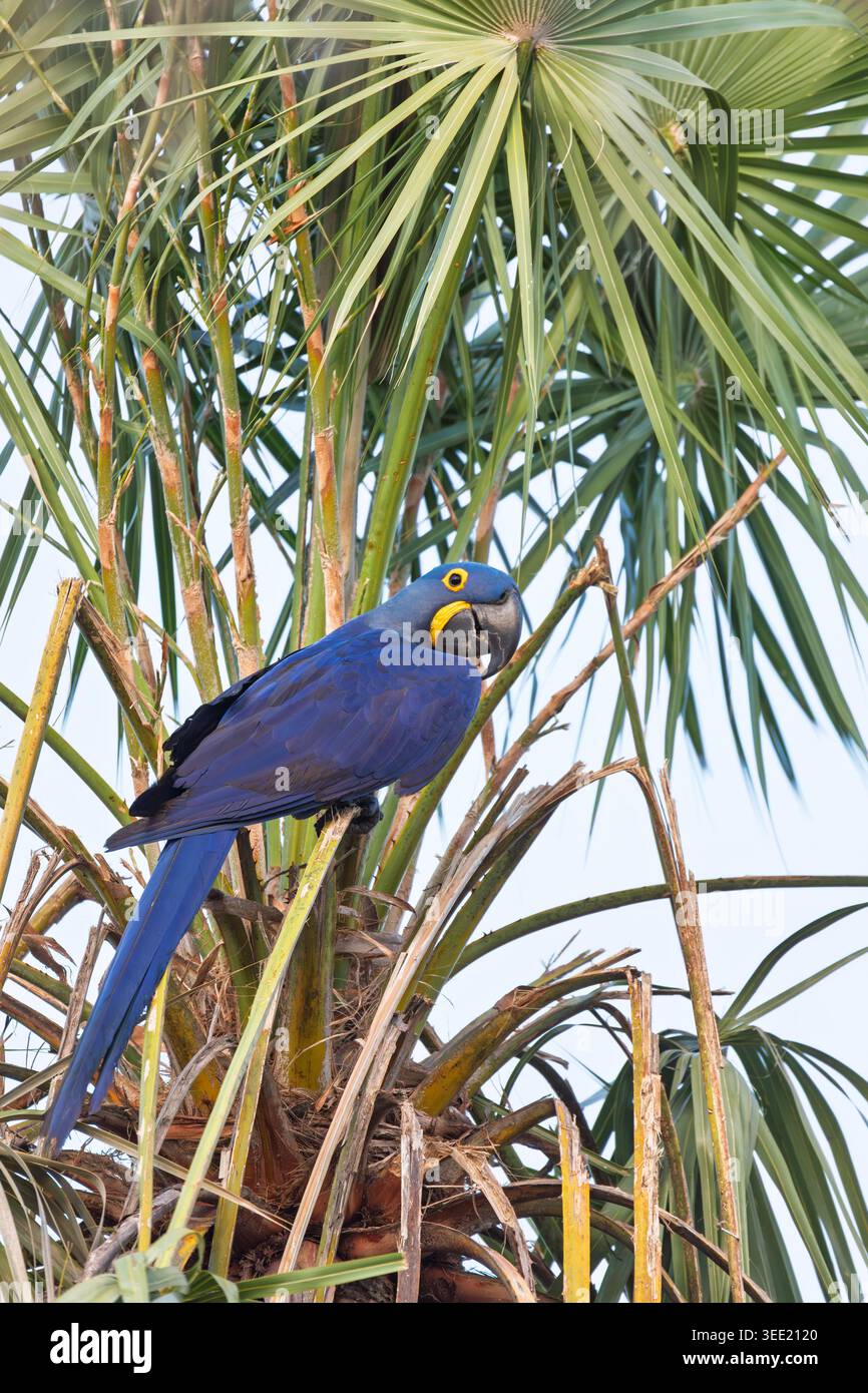 Hyazintharas (Anodorhynchus hyacinthinus), Hyazintharas, größte fliegende Papageienart mit brillantem blauem Gefieder. Corumba, Pantanal, Mato Gro Stockfoto