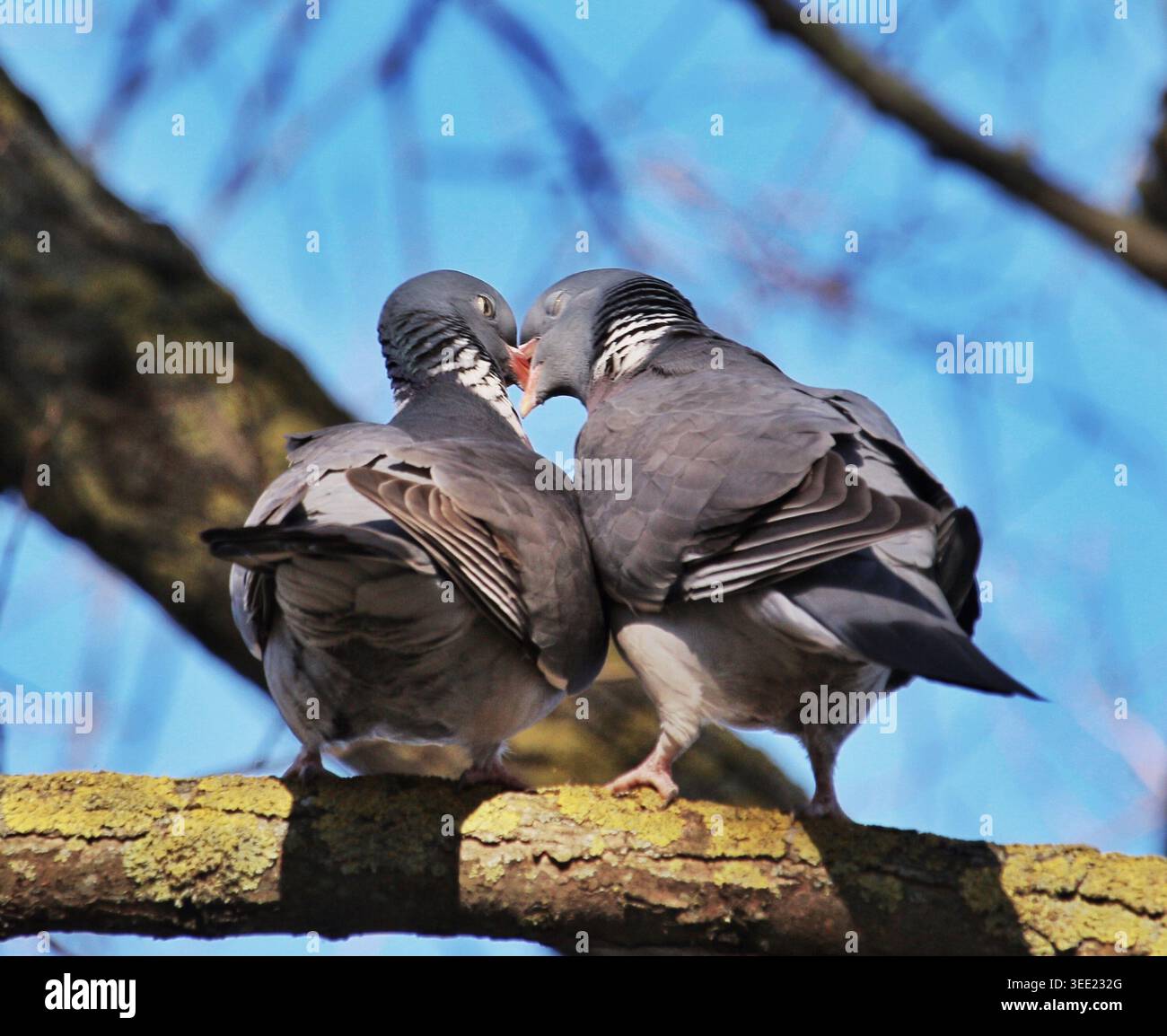Zwei gewöhnliche Holztauben küssen sich im Frühjahr auf einen Baumzweig Stockfoto