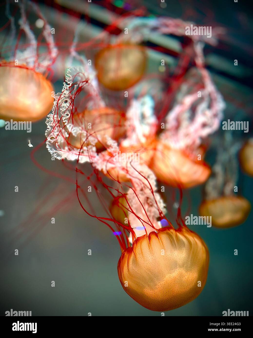 Pazifische Nesselqualle (Chrysaora Fuscescens) schwimmen im Aquarium - Smartphone-aufgenommenes Stockfoto