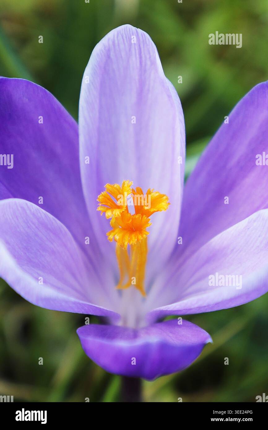 Ein niederländischer Crocus (Crocus Vernus), der in Nottinghamshire, Großbritannien, wild wächst Stockfoto