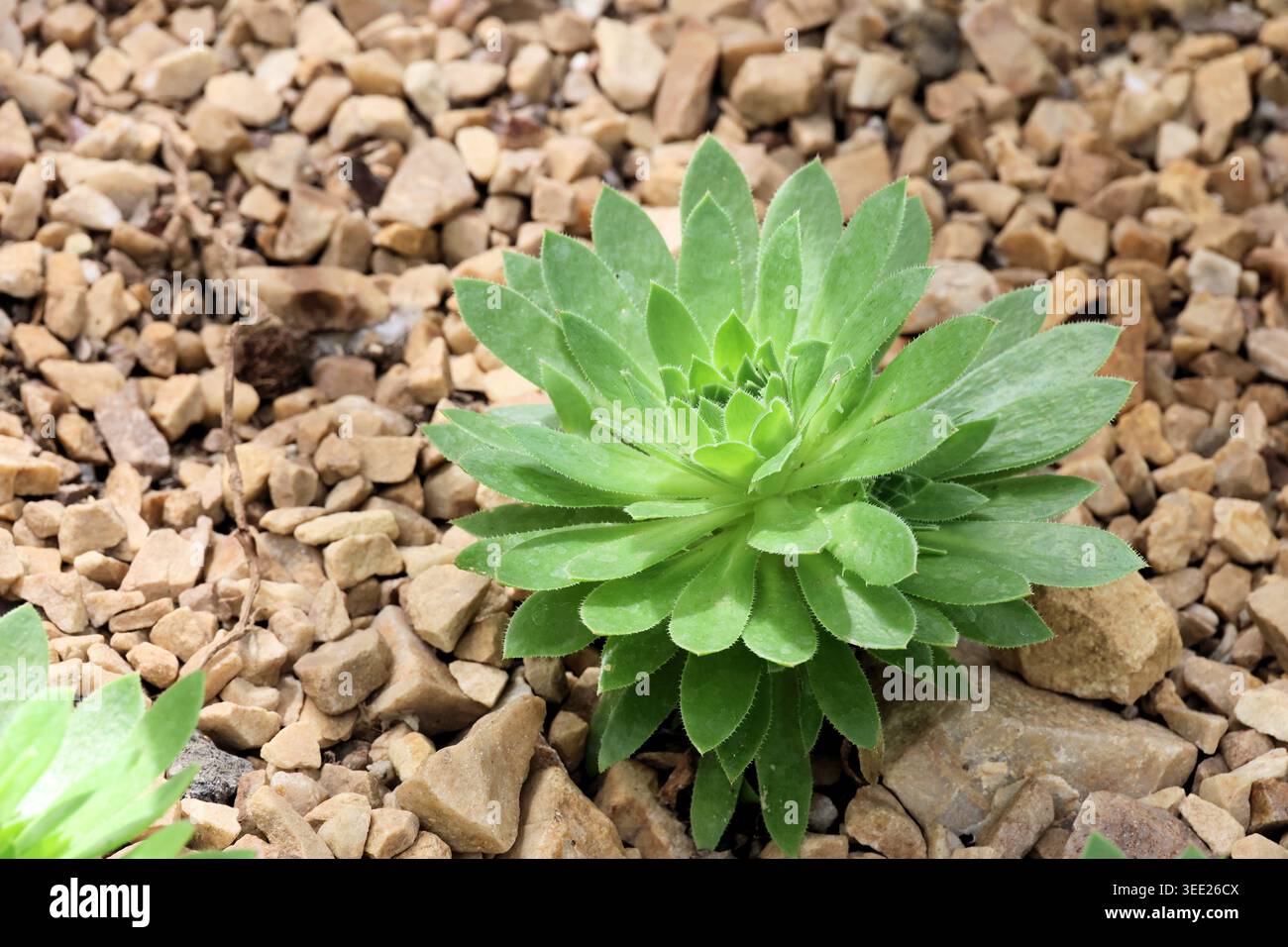 Aeonium 'Lady Whistledown', hellgrüne Rosette aus Äoniumblättern mit zarten gezahnten Kanten. Stockfoto